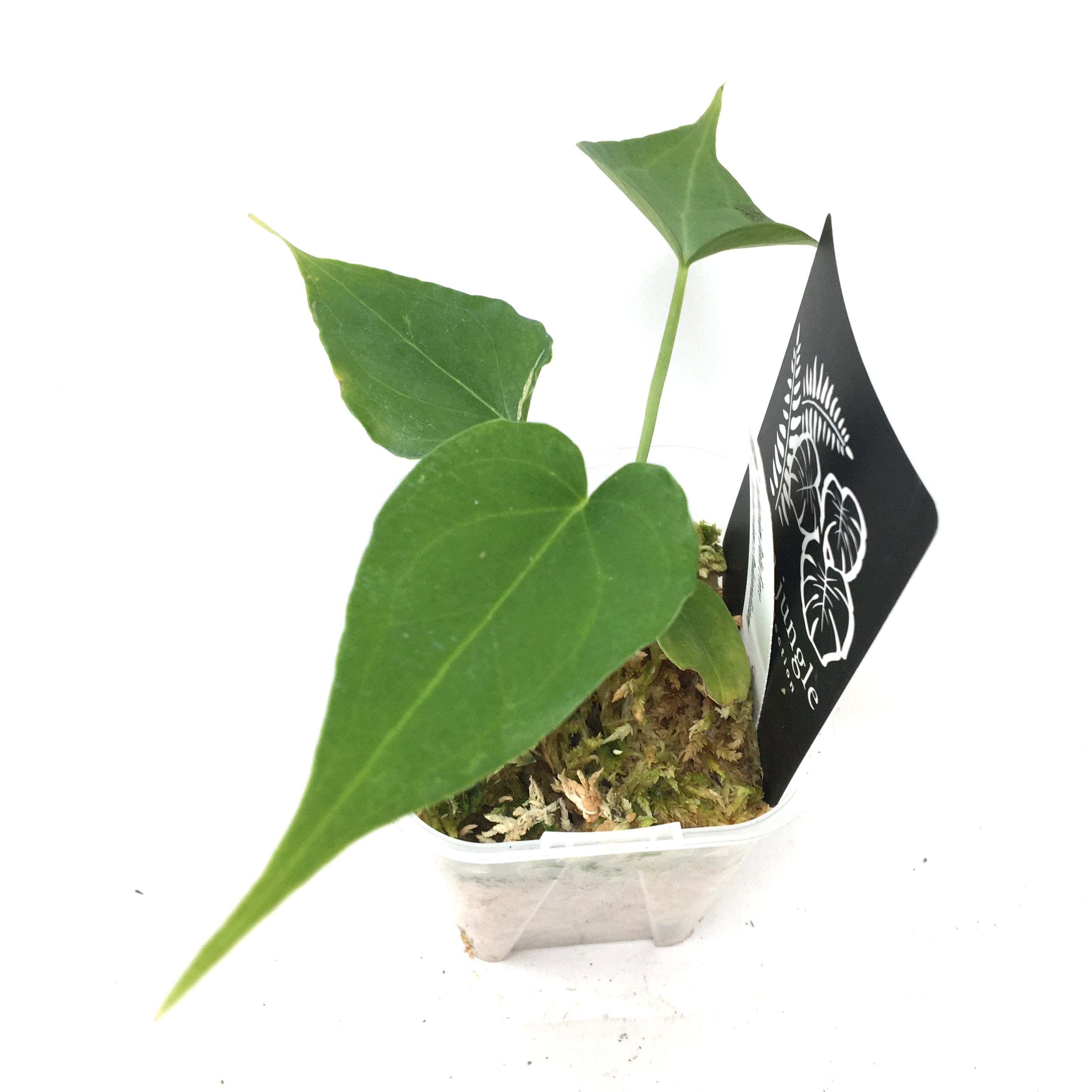 K*様 【UJ株】アンスリウムデルタフォース