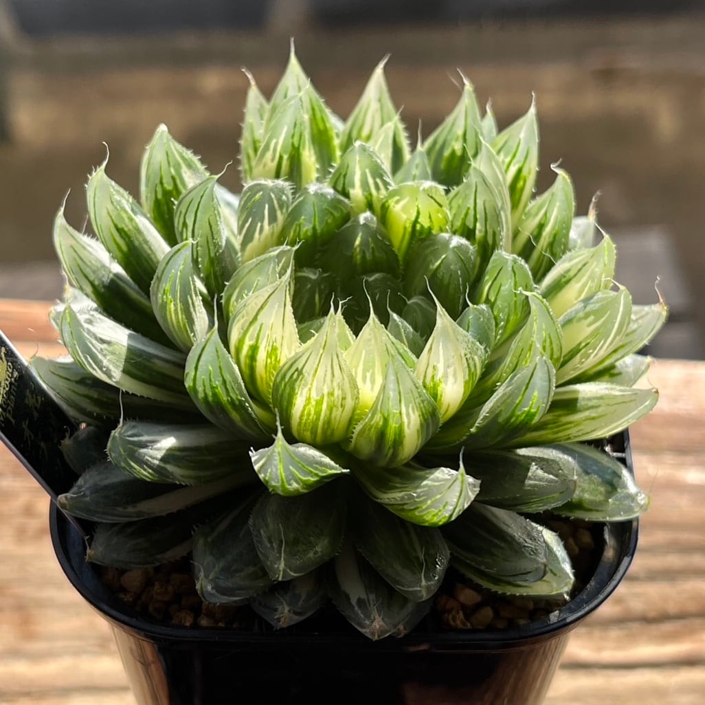 ハオルチア ピグマエアミュータント錦 | mocono_plants