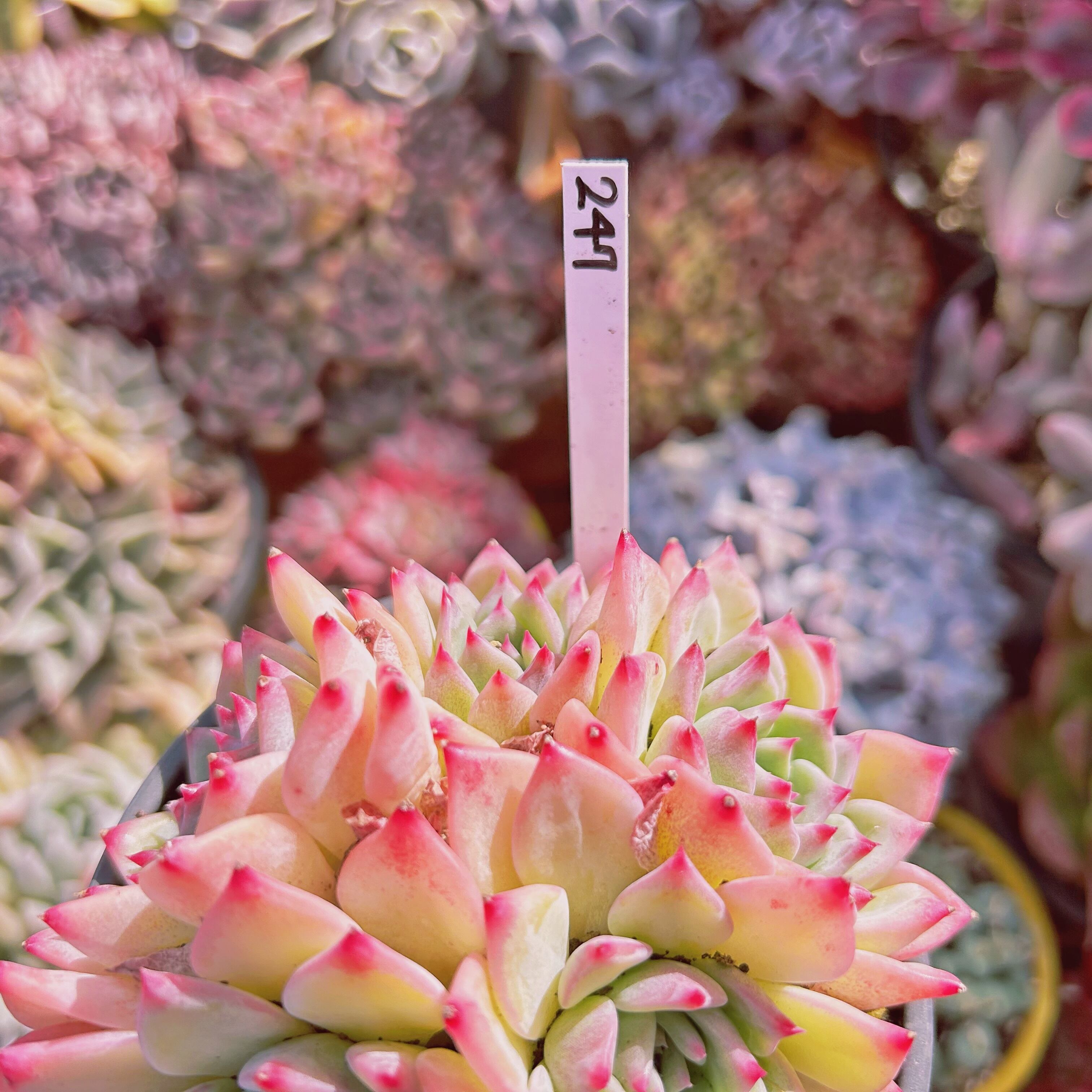 247現物 多肉植物 AKマリア 大群生 | るる農園~多肉植物専門