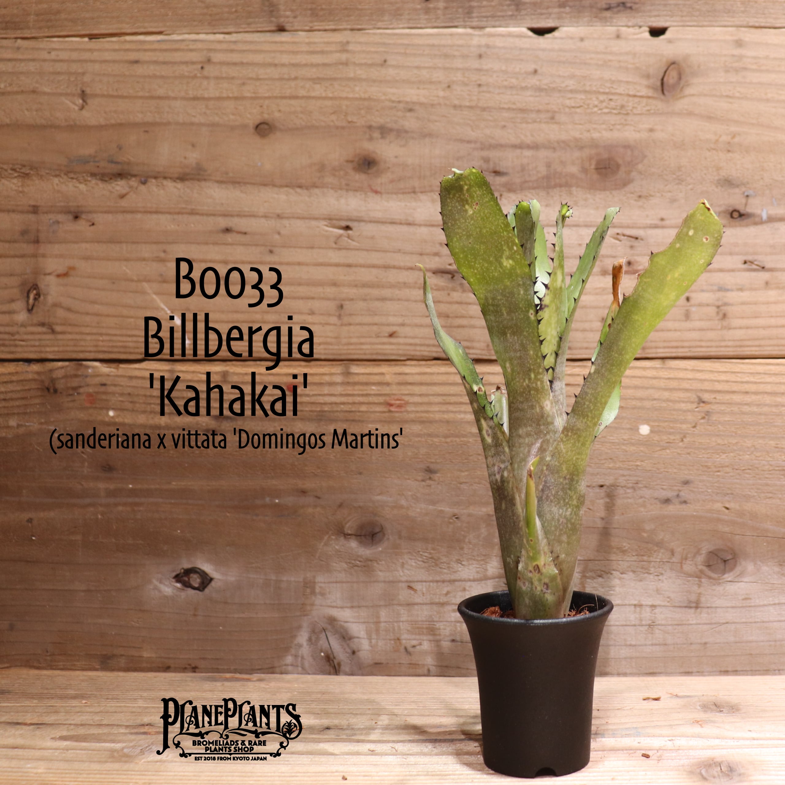 【送料無料】 Billbergia 'Kahakai'〔ビルベルギア〕現品発送B0033