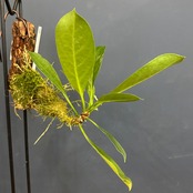 ミルメコディア　tuberosa 'papuana'【866】