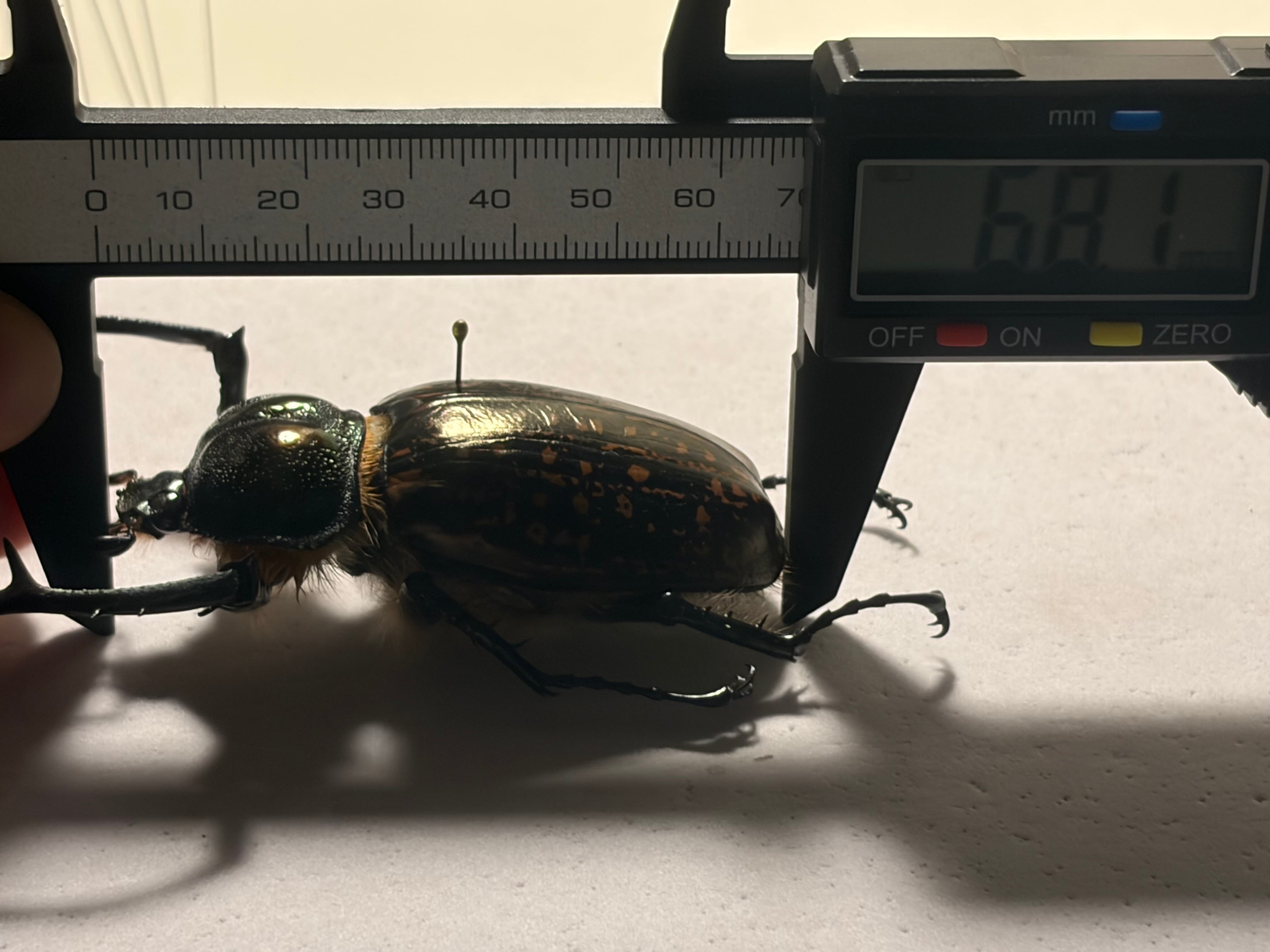 68mm】祈り拝むヤンソニーテナガコガネ カメムシサシガメ甲虫標本
