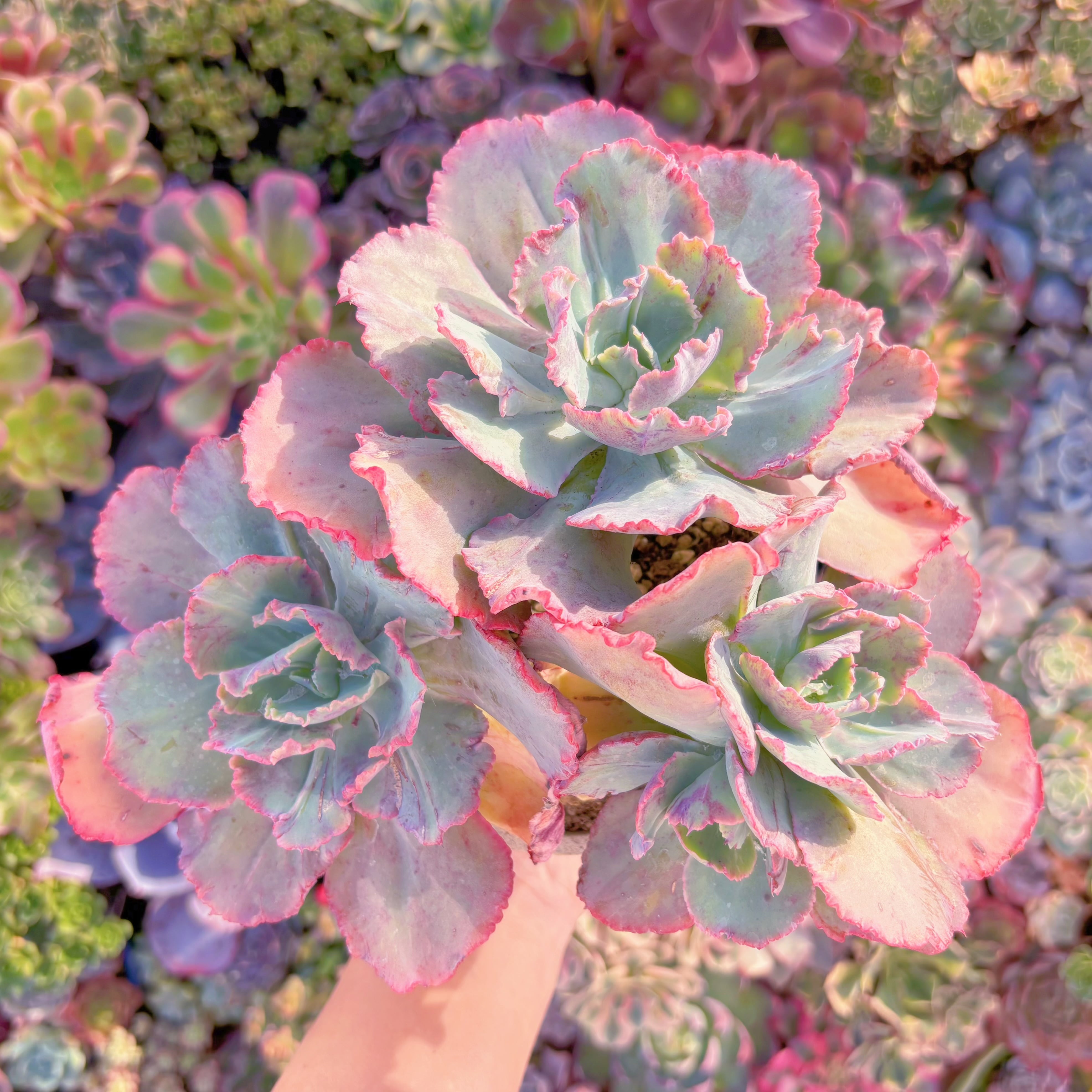 現品　ディックライト#A084　特大群生　新入荷　るる農園