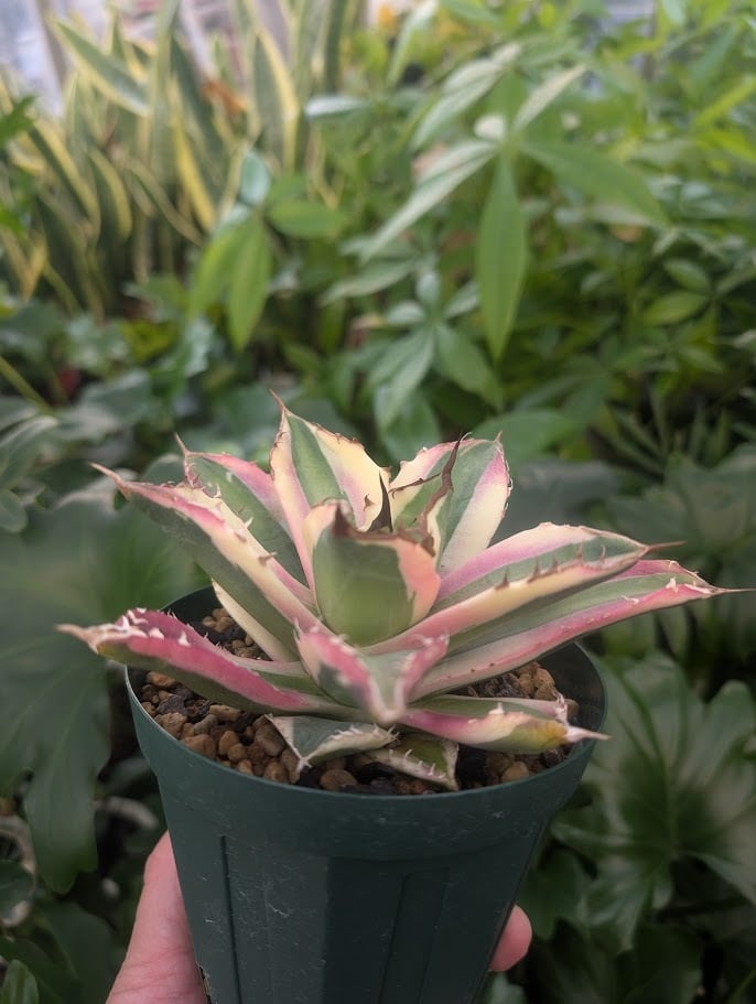 アガベ チタノタ スナグルトゥース ST21 | 多肉植物ハオルチア・アガベ