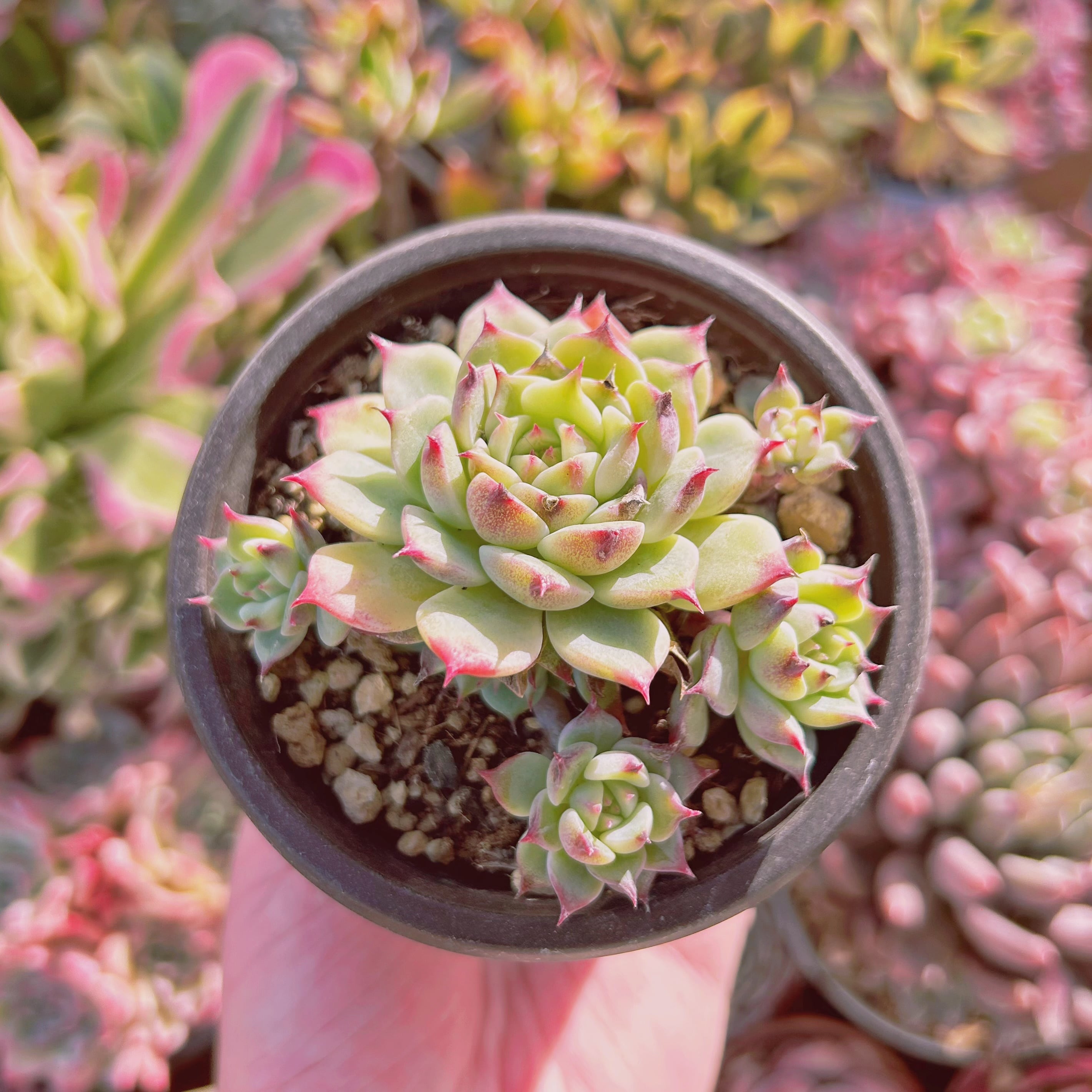 現物 多肉植物 ブルーアイ 抜き苗 | るる農園~多肉植物専門