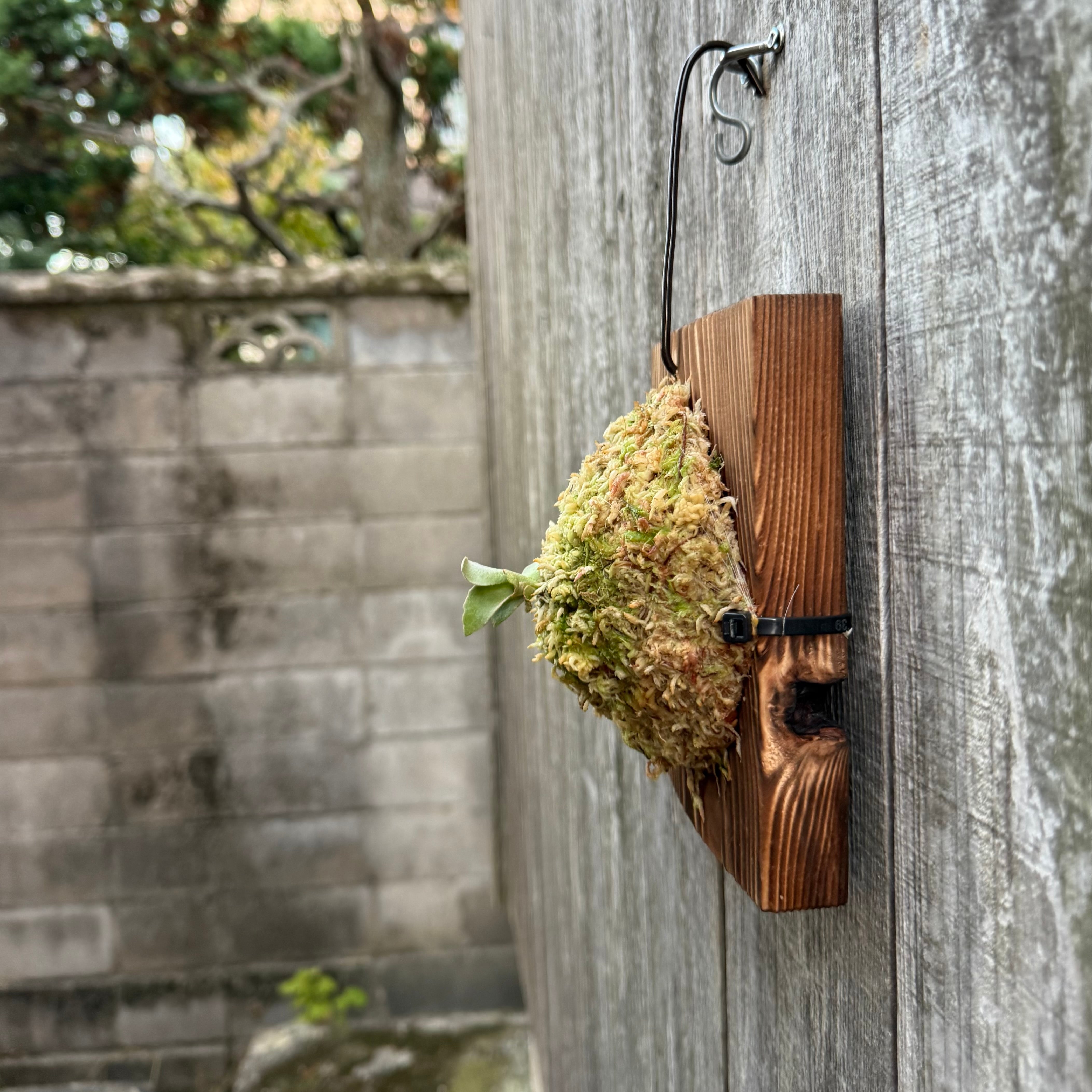 P.Triceratops (三角龍) pup | naturefix