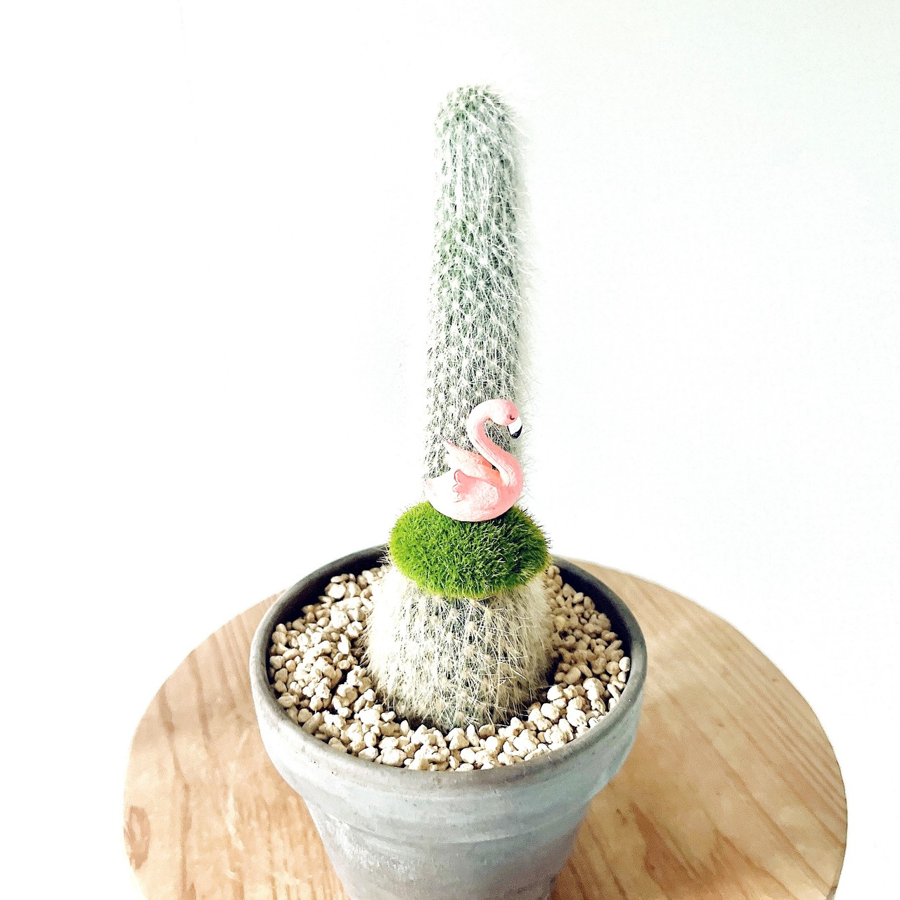 サボテン フラミンゴ 陶器鉢