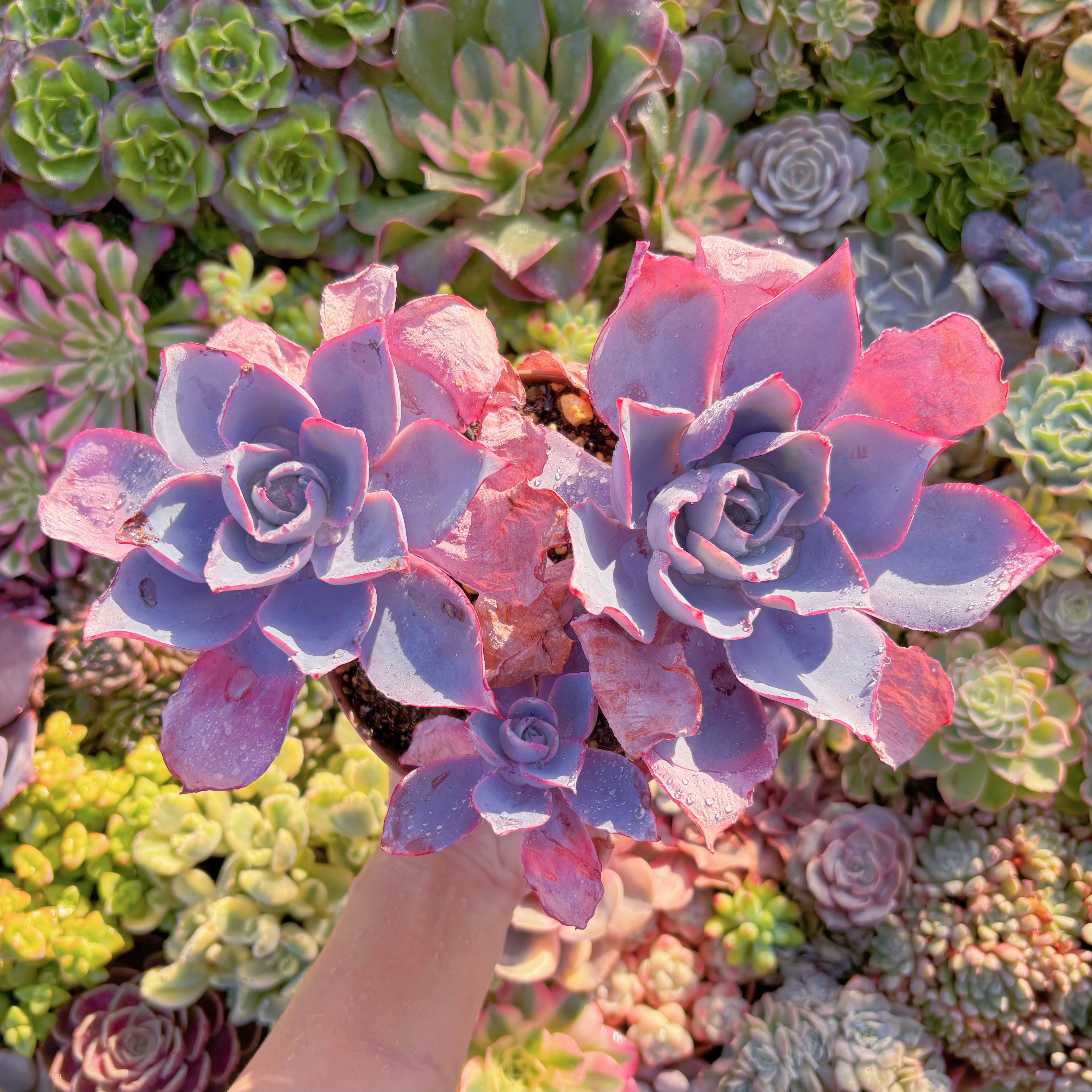 現品　アフターグロー#M125　大群生　るる農園