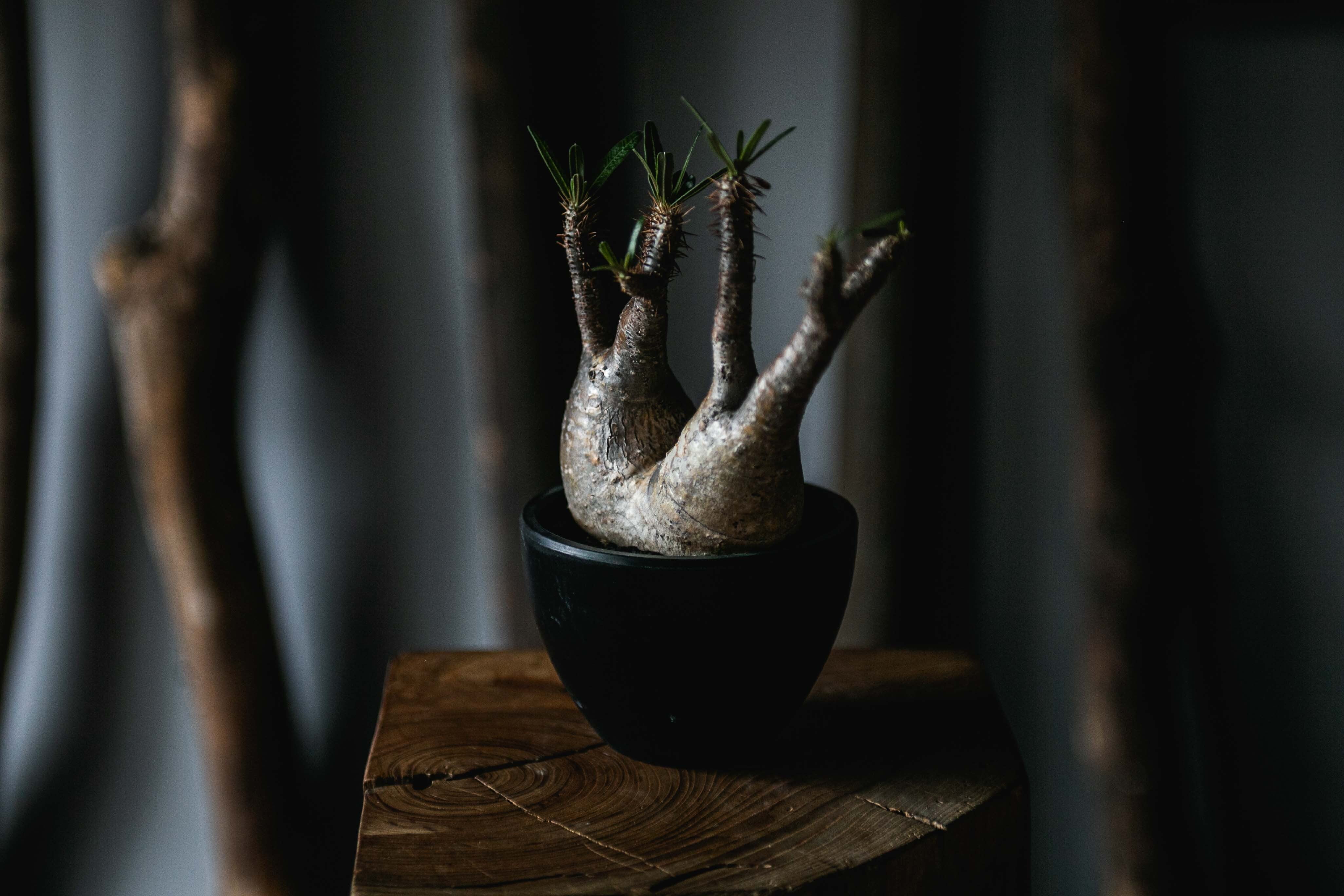 パキポディウム グラキリス Pachypodium gracilius ② Pachypodium Gracilius - パキポディウム・グラキリス – VALIANT