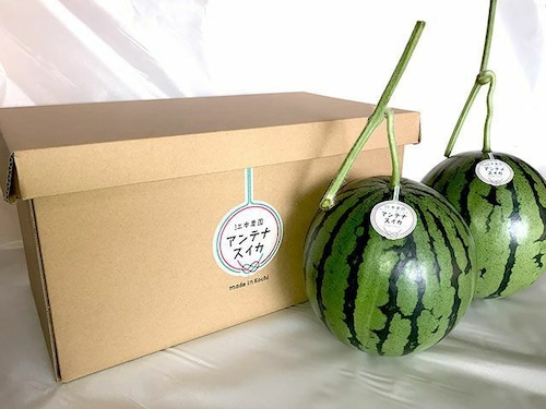 【高知県江本農園 アンテナスイカ】秋の小玉アンテナスイカ 2玉入ギフト箱