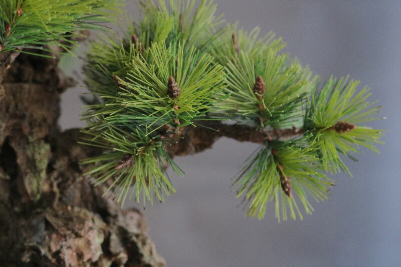 盆栽 錦松 Pinetree Bonsai #112 | Oh! BONSAI