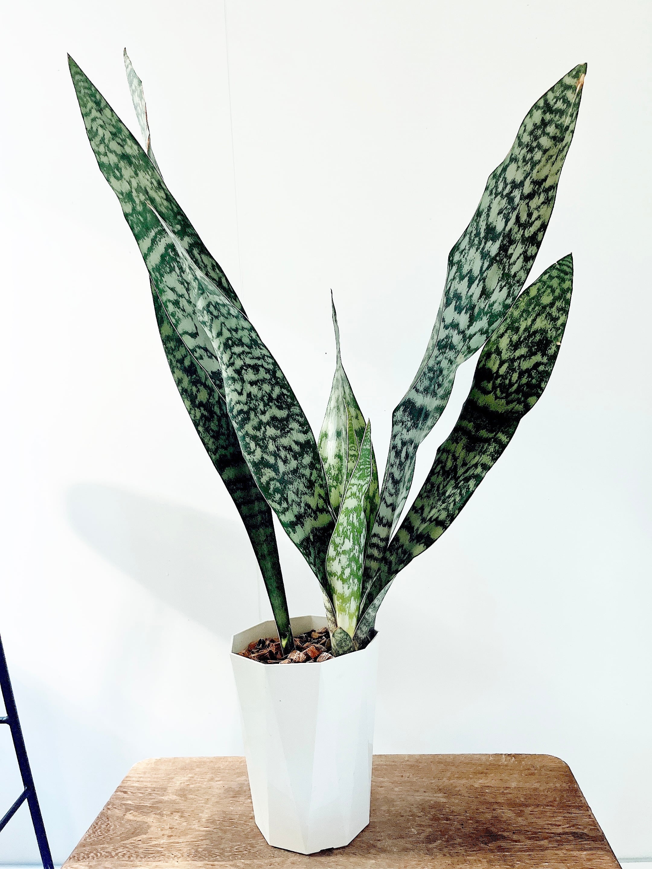 サンスベリア オブリティアナ 斑模様の希少種 calm cafe 希少種・斑入り | calm cafe☕️