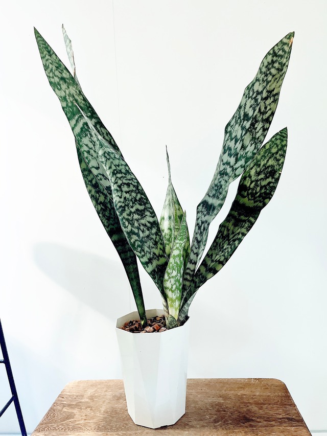 《希少》サンスベリア ディグトラム calm cafe