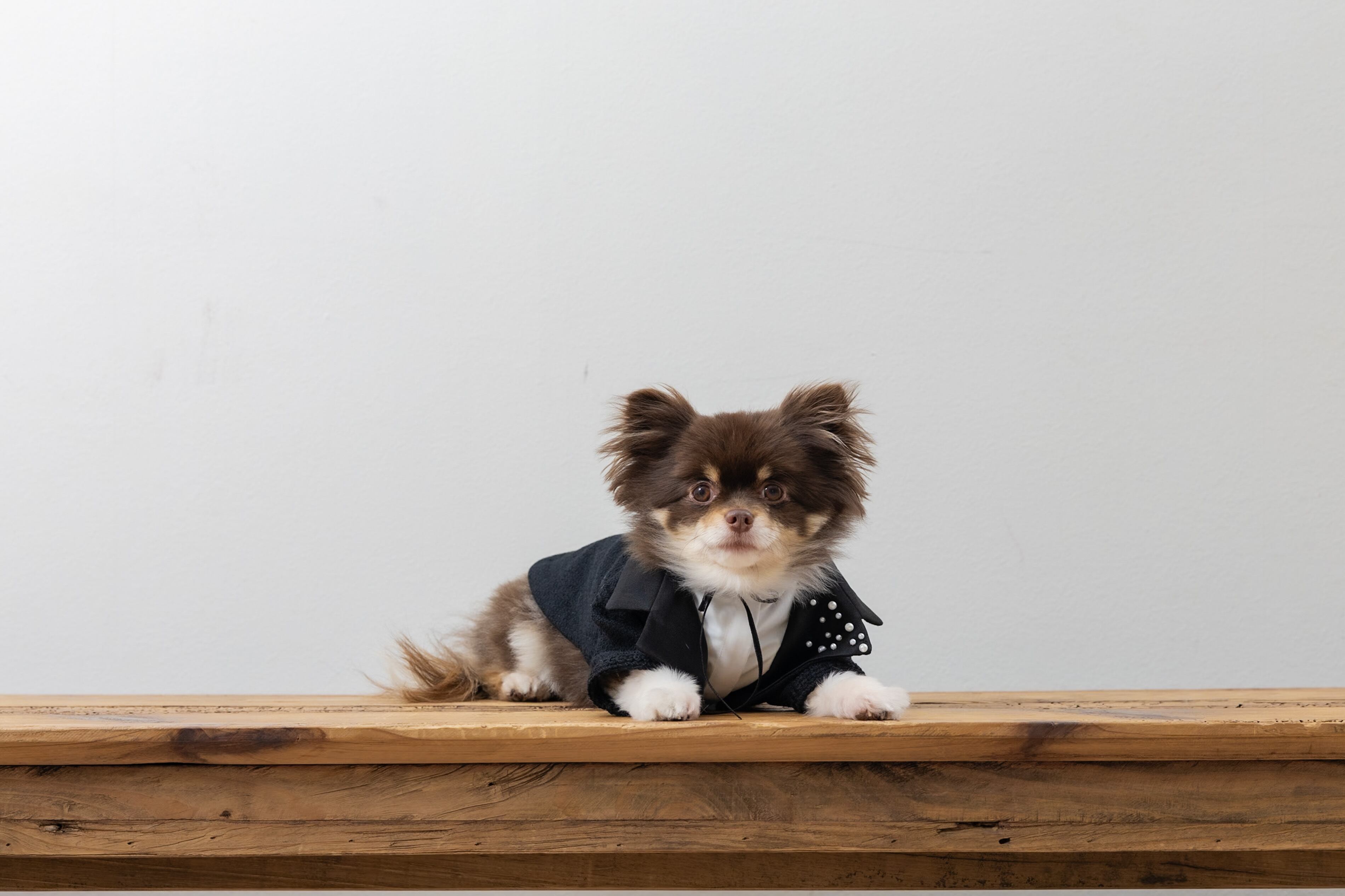 小型犬用列席衣装    -レンタル-