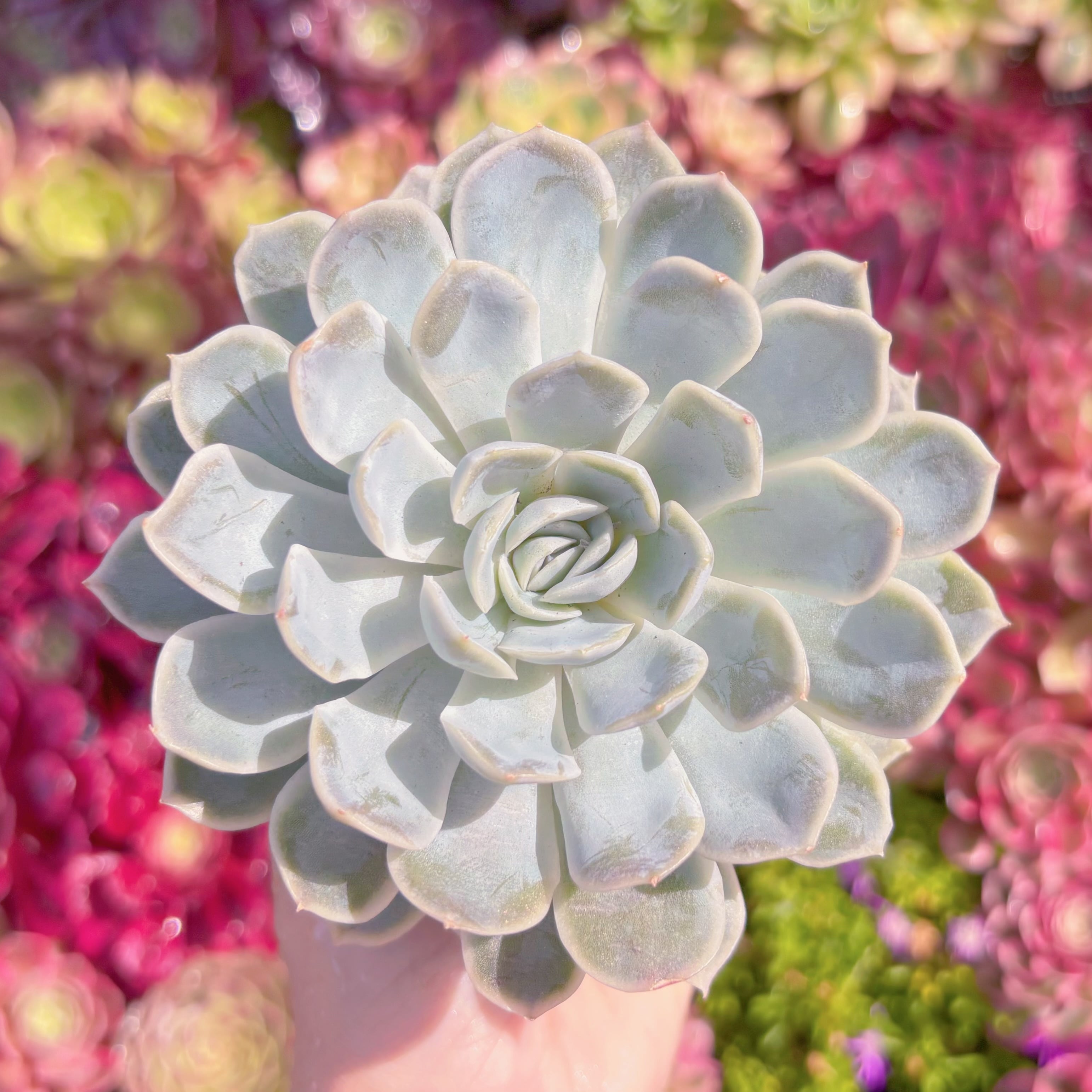 多肉植物　スノーボール　新入荷　るる農園