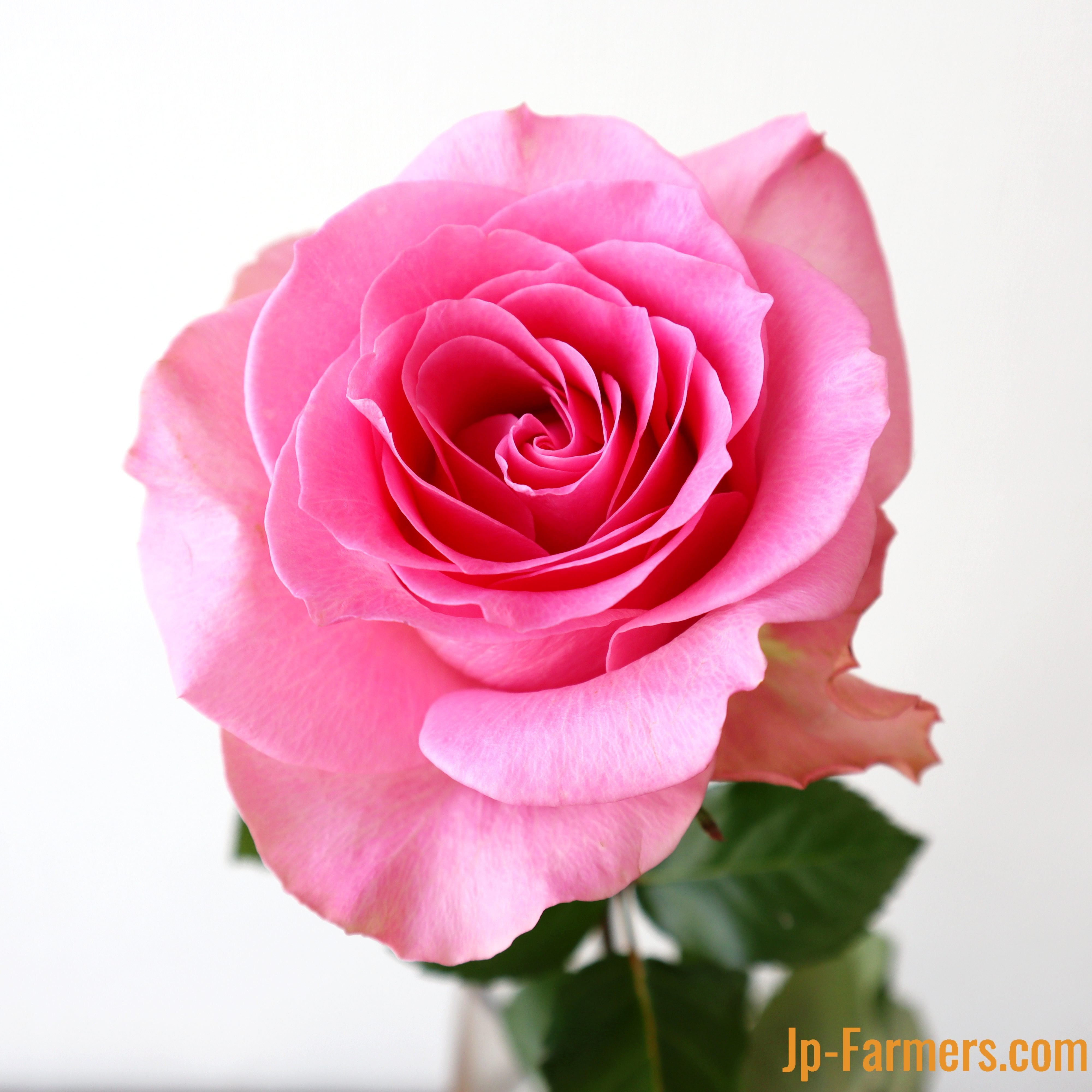 神田ばら園 10本 ☆バラ品種名：ブロッサムピンク | 新鮮お花問屋 Jp