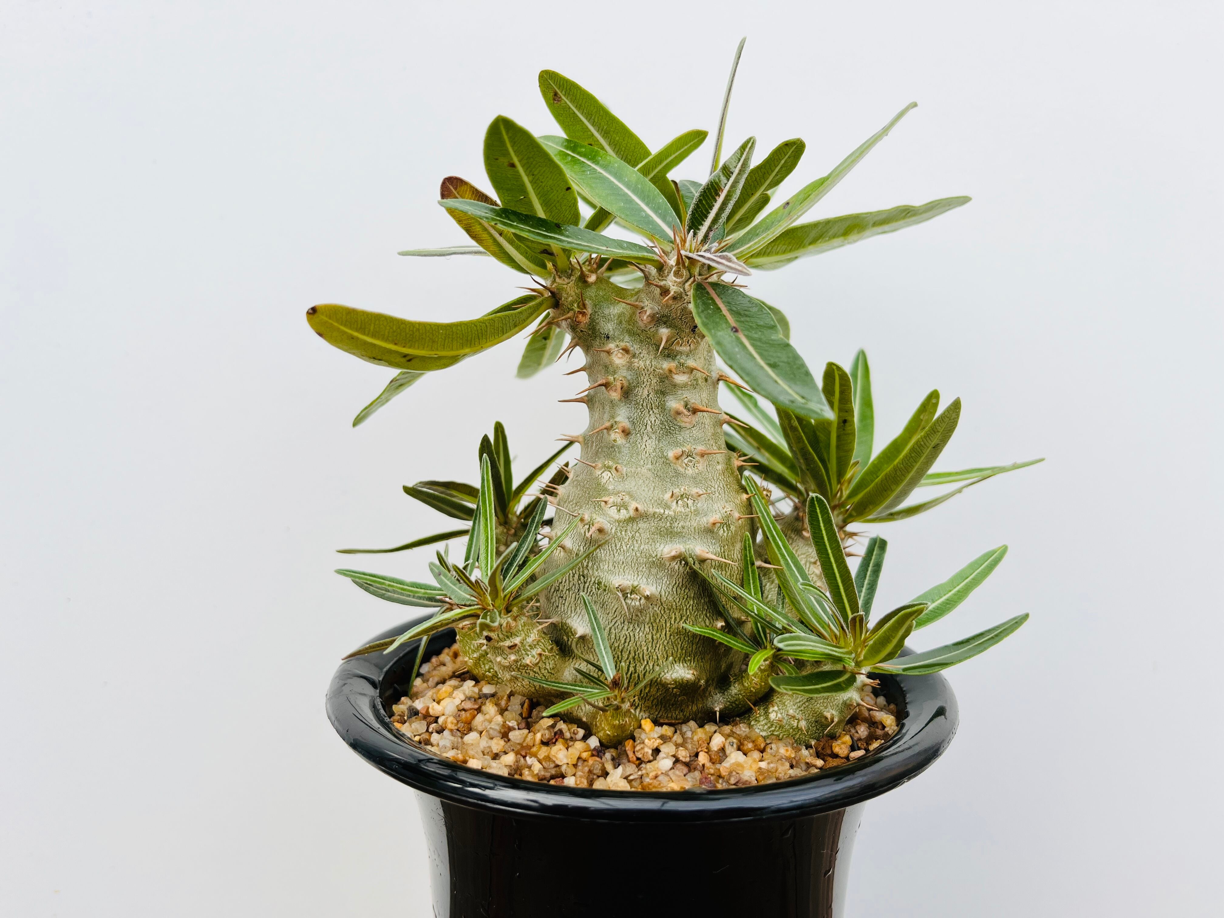 Pachypodium densiflorum　パキポディウム　デンシフローラム　多肉植物　塊根植物 | plants MARU ー  多肉植物・サボテン・園芸グッズのお店 ー powered by BASE