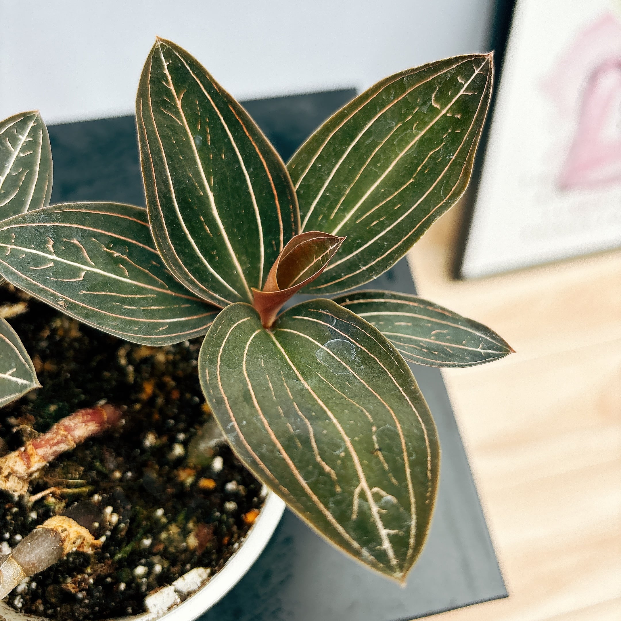在庫］【希少】☆宝石蘭☆ ルディシア ルミエル 観葉植物 かわいい