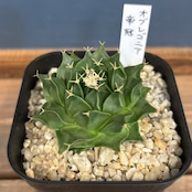 サボテン オブレゴニア 帝冠【211】