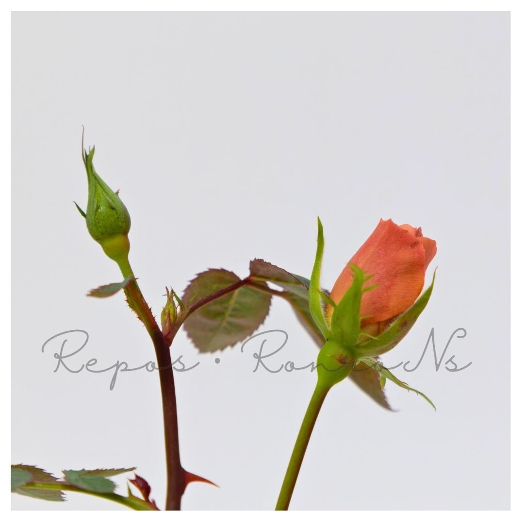 ミニバラ：テディベア（3-3.5号）芳香性 四季咲き ミニバラ苗 薔薇