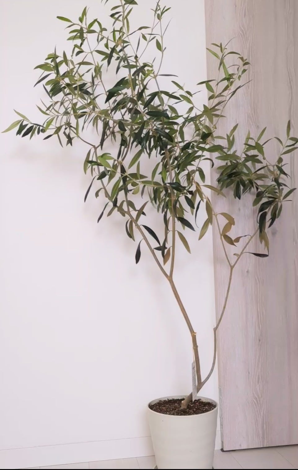 観葉植物　オリーブ　ひなかぜ hinakaze.jpg?crop=center&