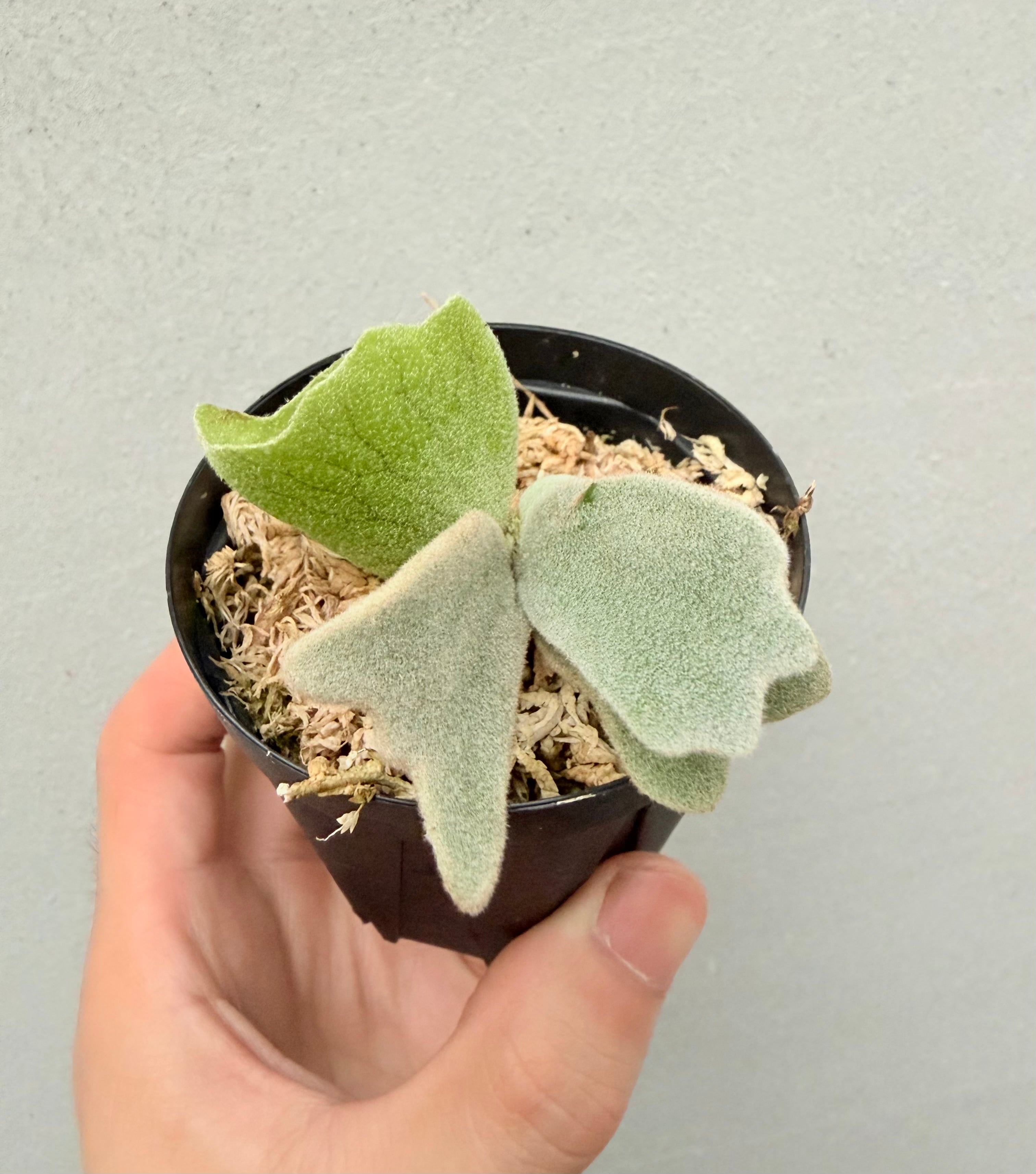 ビカクシダ　Foonsiqi×Willincikii c) P. willinckii 'Frosty Maiden' spore grown ① ビカクシダ