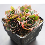 抜き苗 ヤンジン 1～4頭群生 Echeveria 'Yangjin'