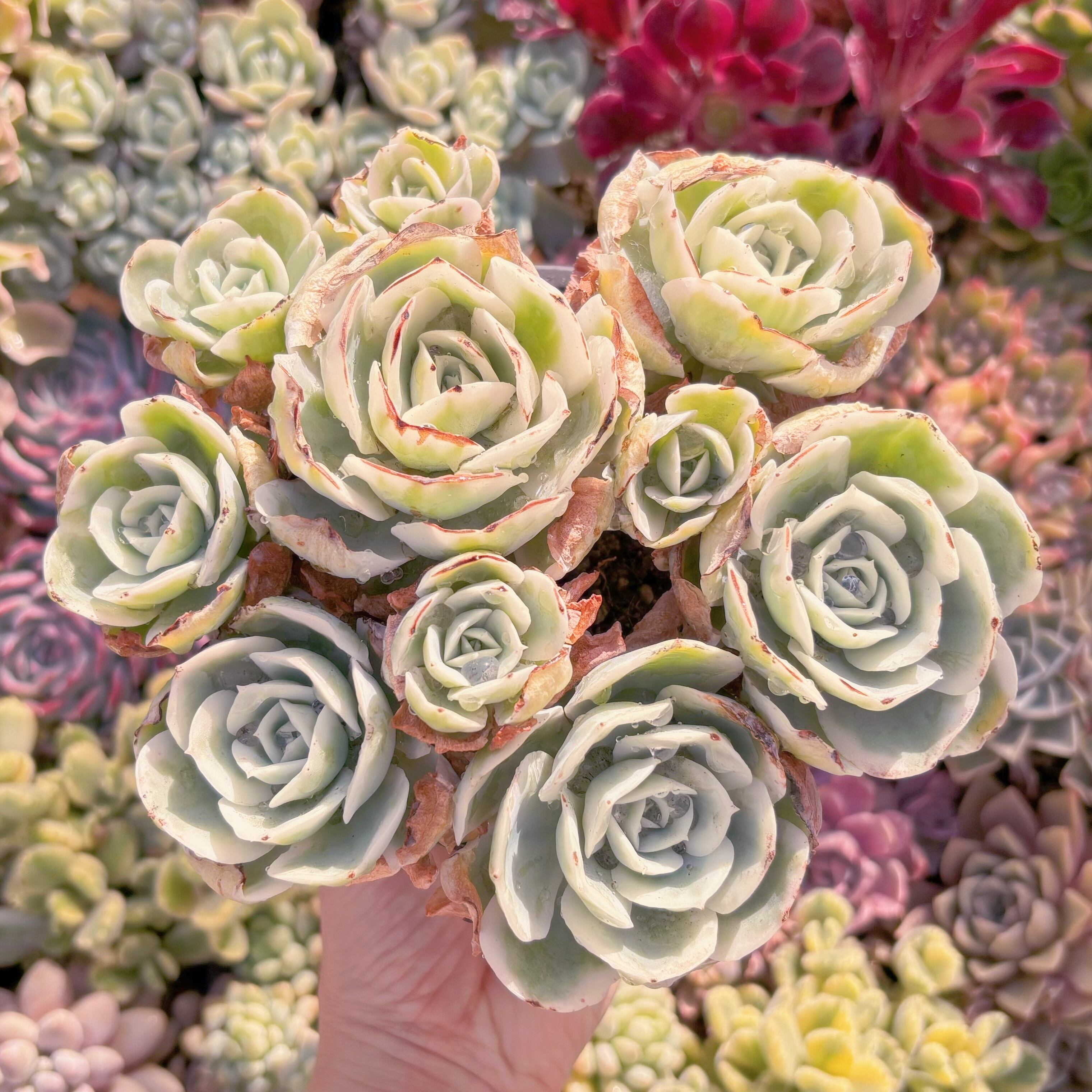 現品　レモンローズ錦#296　特大群生　新入荷　るる農園