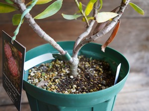 【現物】リューコスペルマム "スカーレットリボン" A