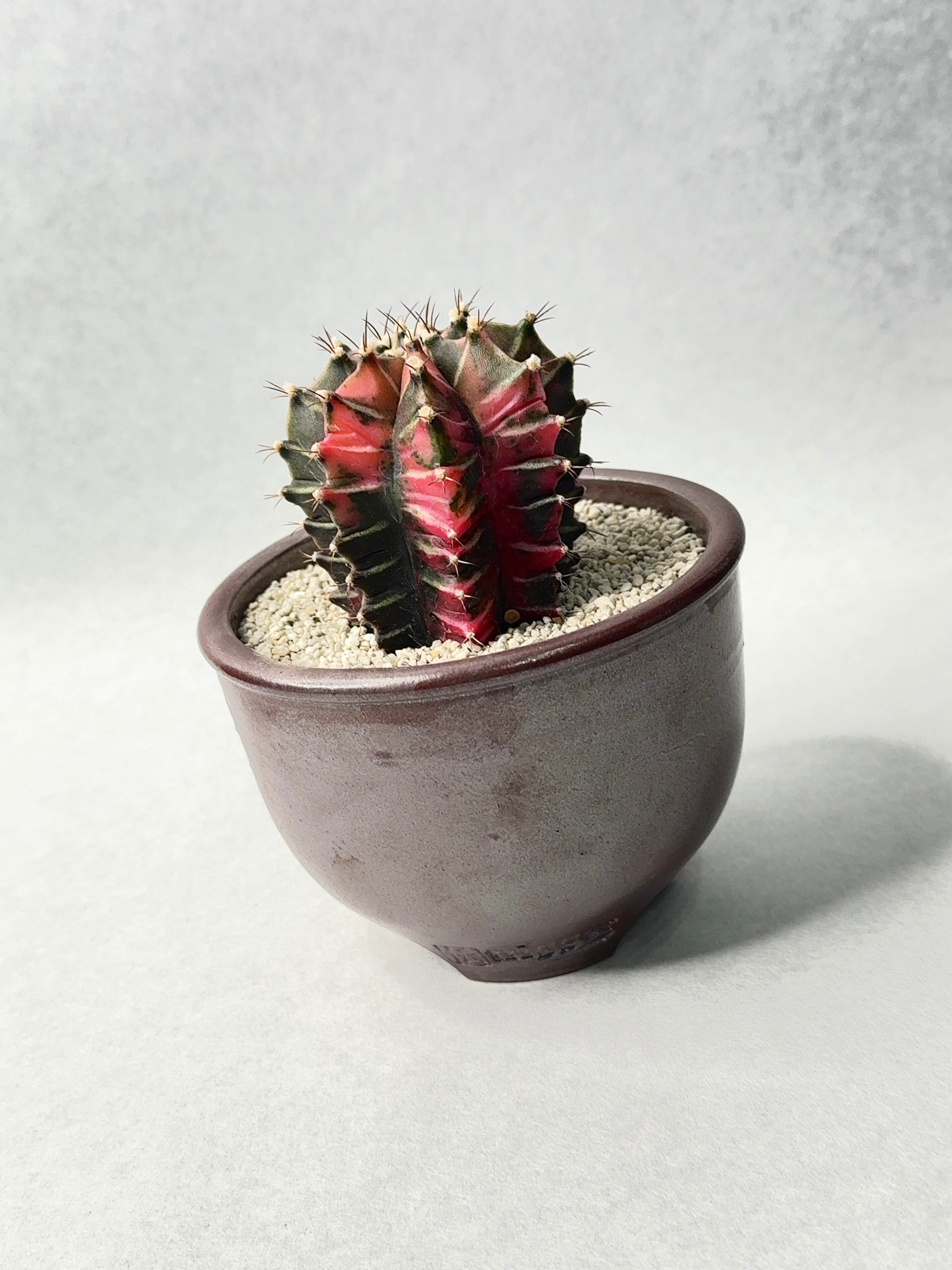 75. ギムノカリキウム・緋牡丹錦hyb. | trigger