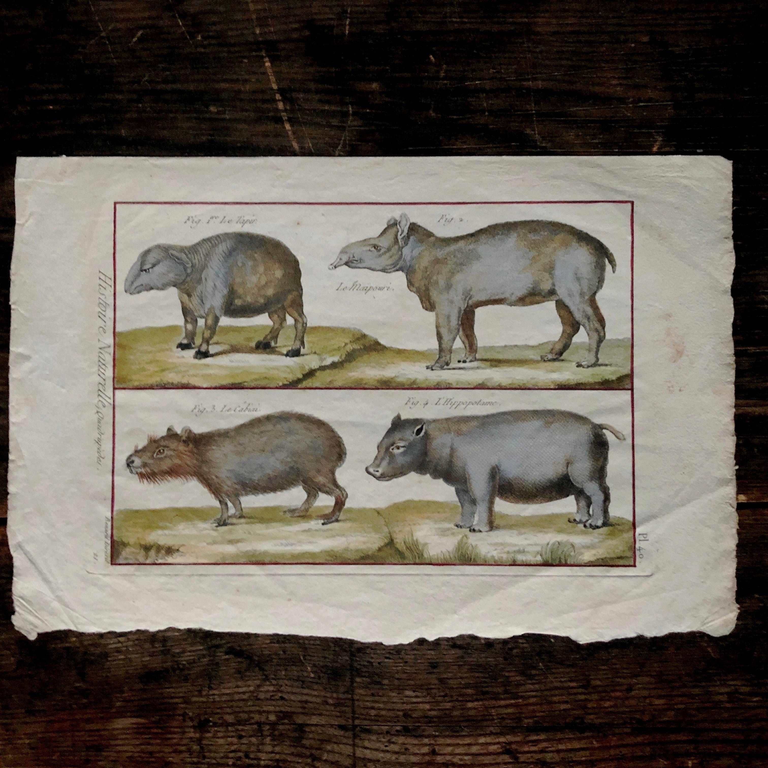 銅版手彩色博物図版「バク、カピバラ、カバ」 | メルキュール骨董店