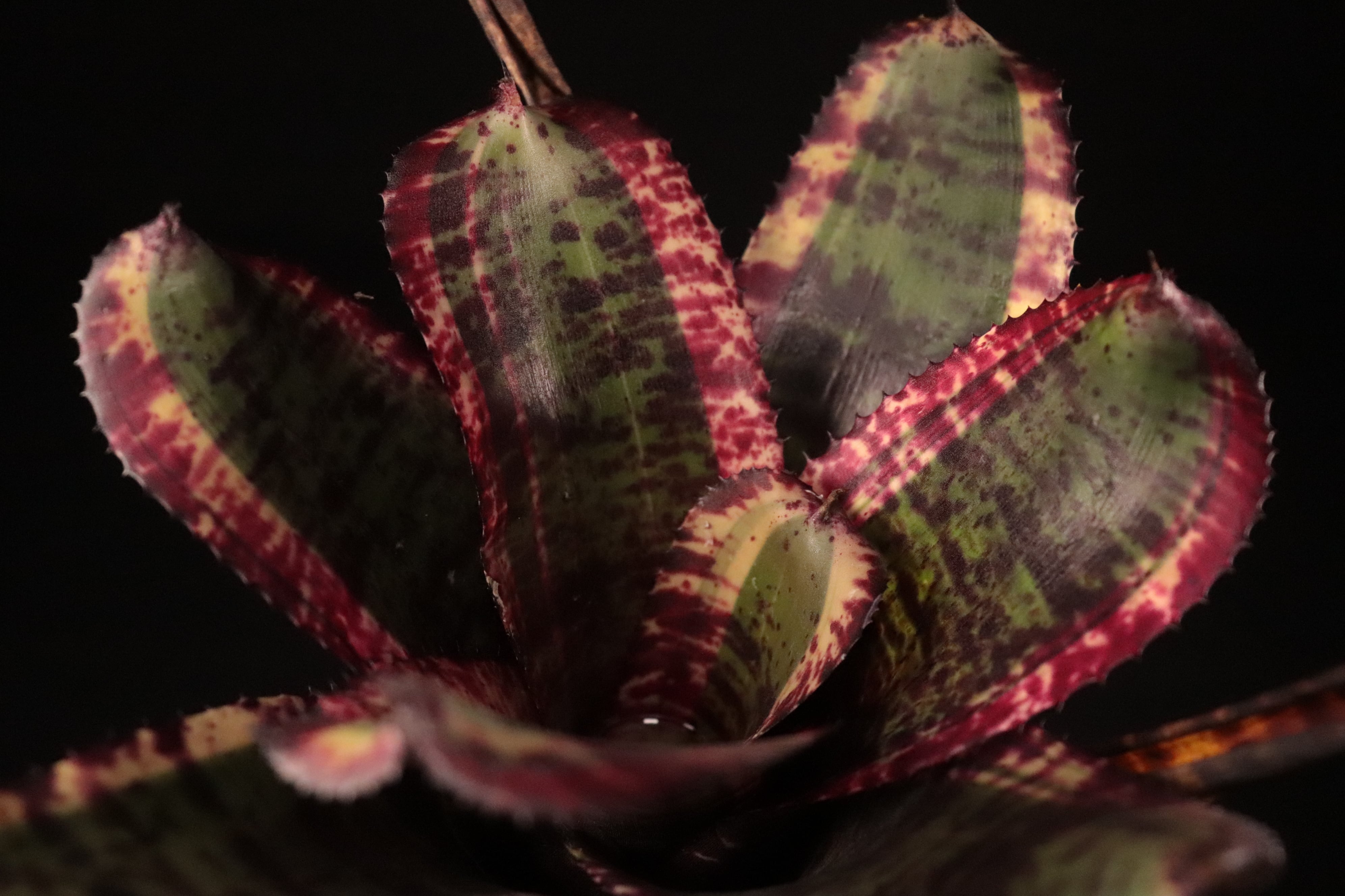 Neoregelia 'Black Opal'〔ネオレゲリア〕現品発送N0500 Neoregelia 'Black Opal'〔ネオレゲリア〕現品発送N0500