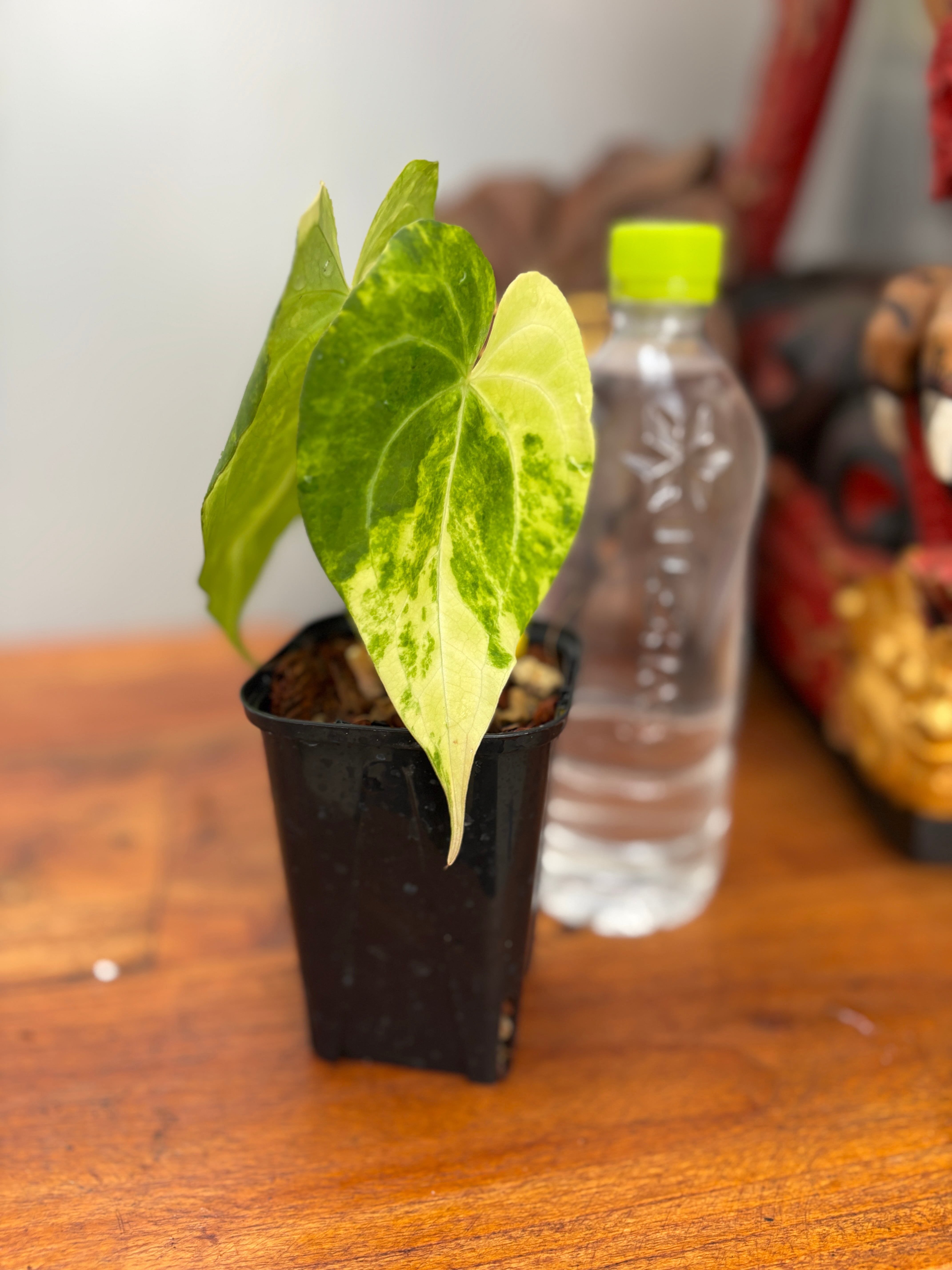 Anthurium | BA PLants