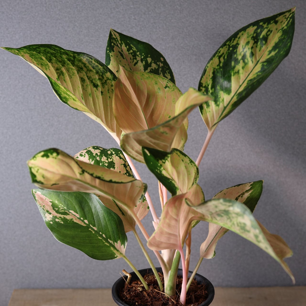 407 やさしい光をまとう『アグラオネマ アマゾン』観葉植物 【送料無料