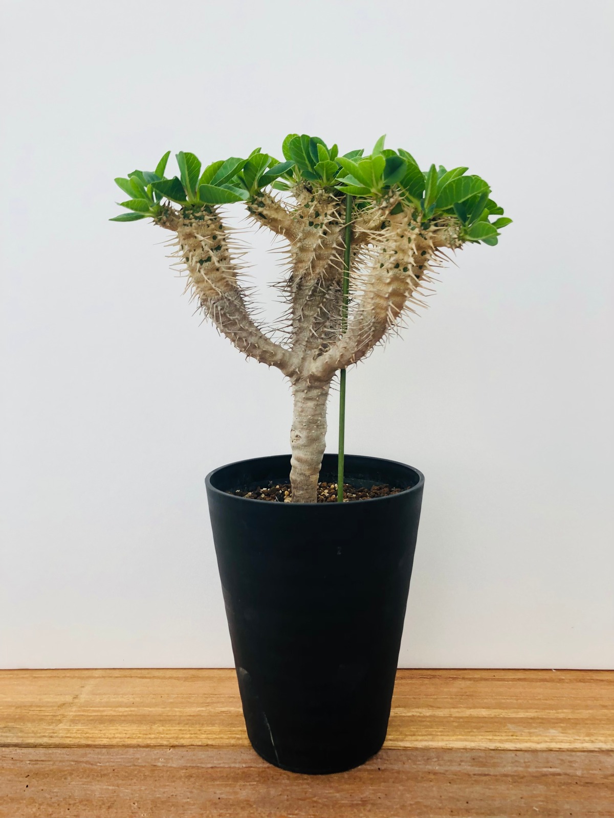 Euphorbia guillauminiana ユーフォルビア・ギラウミニアナ 多肉植物 