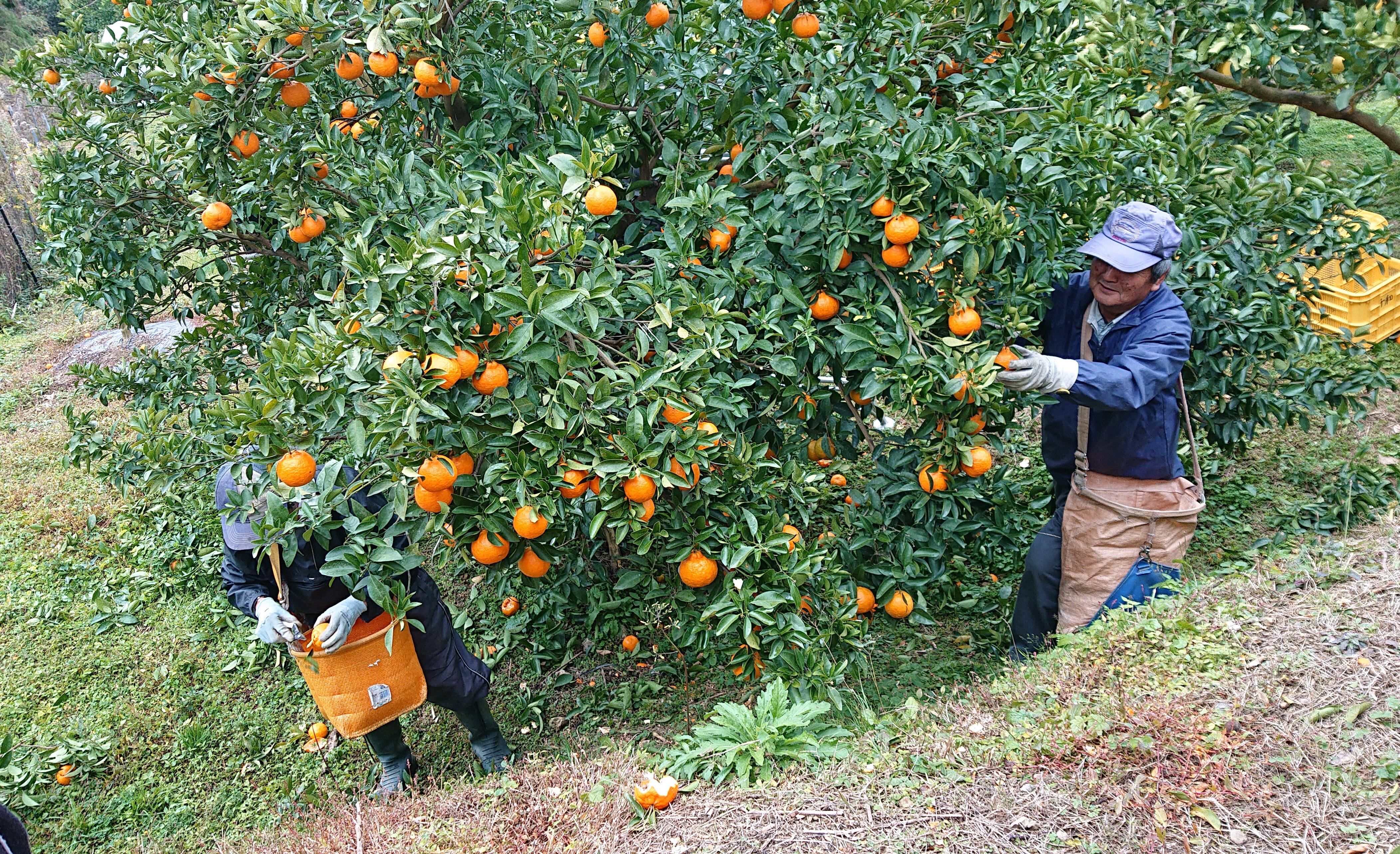 ポンカン サイズ混合 15kg（5kg箱×3箱） 送料別 安芸市産 | 千光士農園