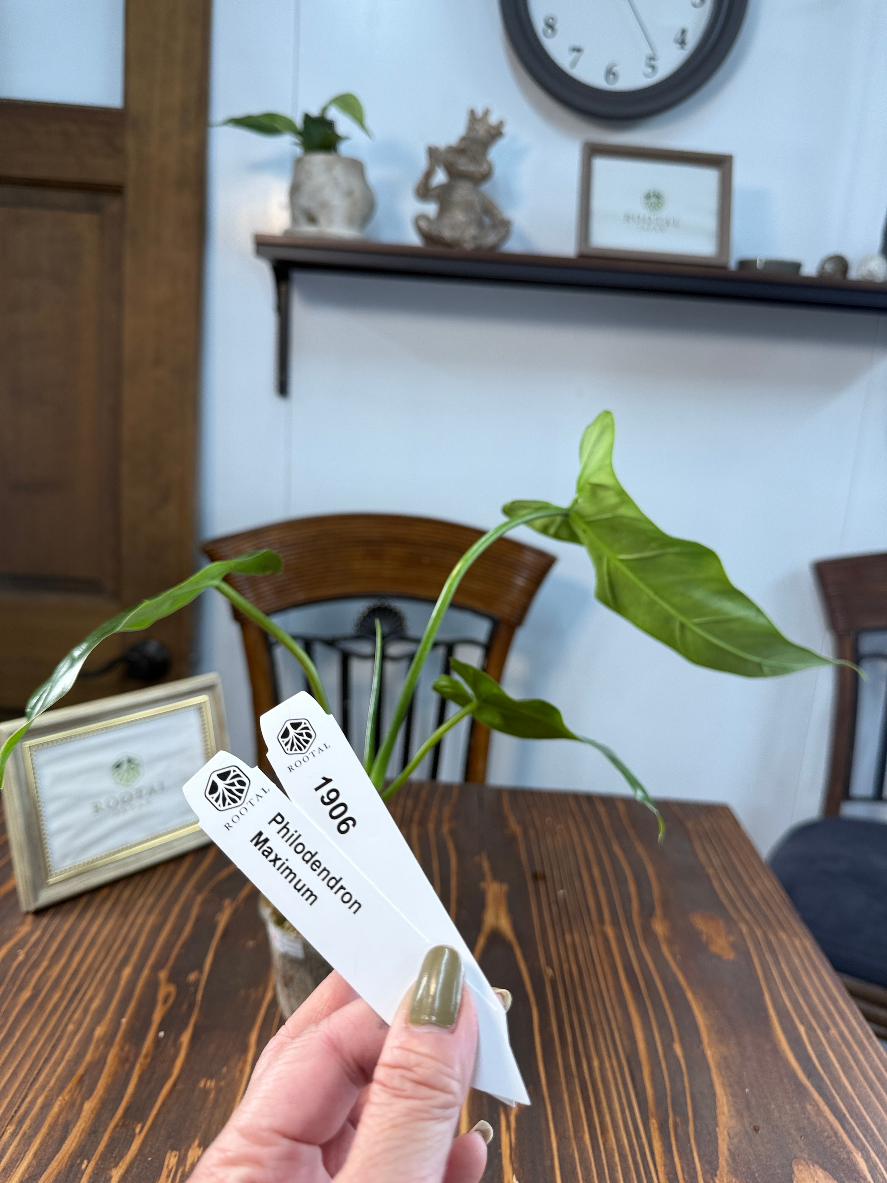 ★1906【しなやかな剣葉】フィロデンドロン マキシマム(8cm口径ポット)