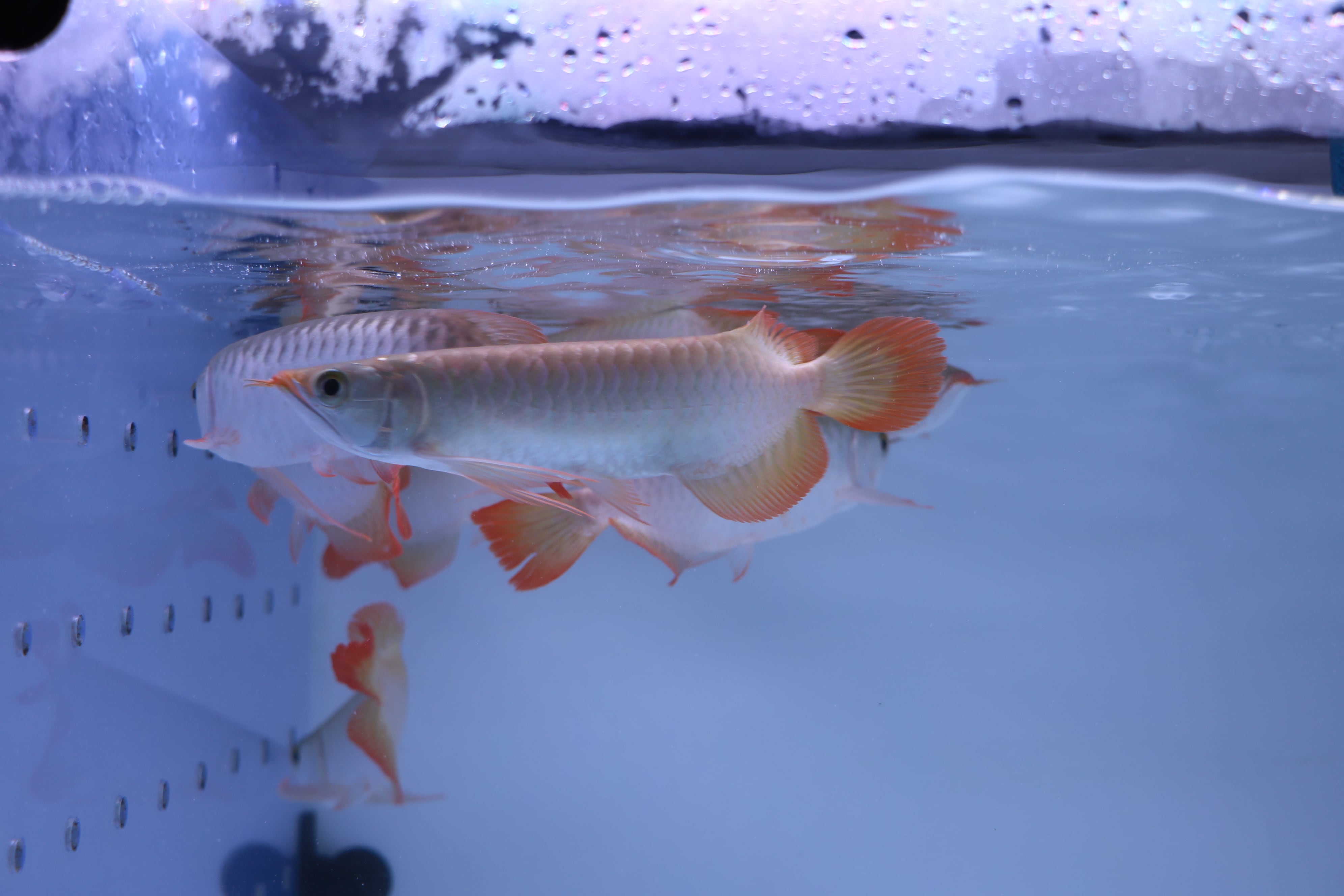 残りわずか!!【個体お任せ特価】紅龍（スーパーレッド） 幼魚 ±20〜22