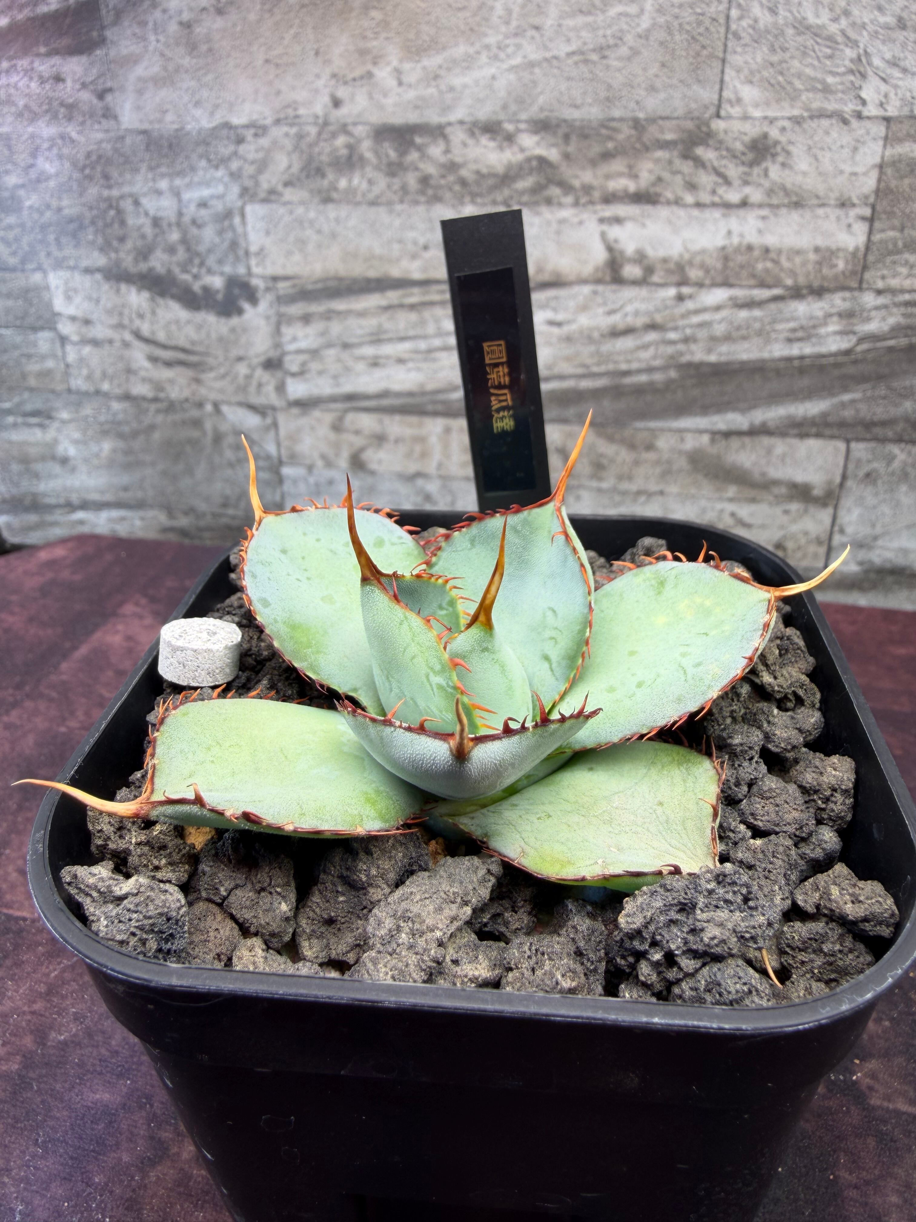 Agave titanota アガベ チタノタ 鬼爪 発根済み 優良株 抜き苗 アガベ