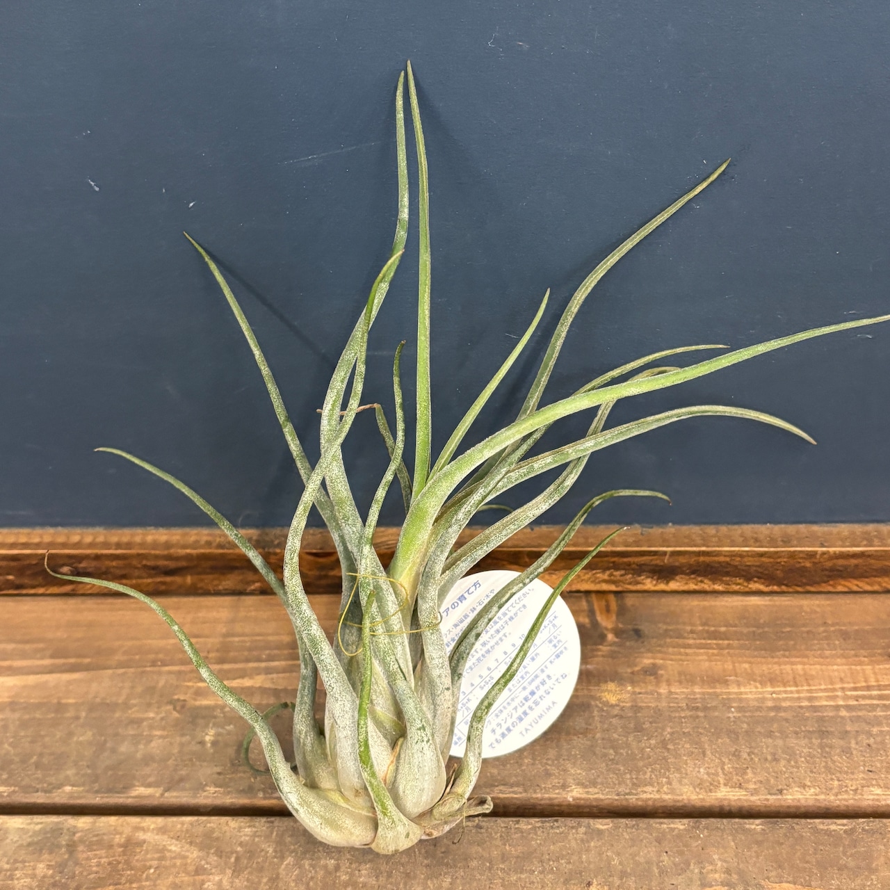 チランジア カプトメデューサ スペシャル【67】