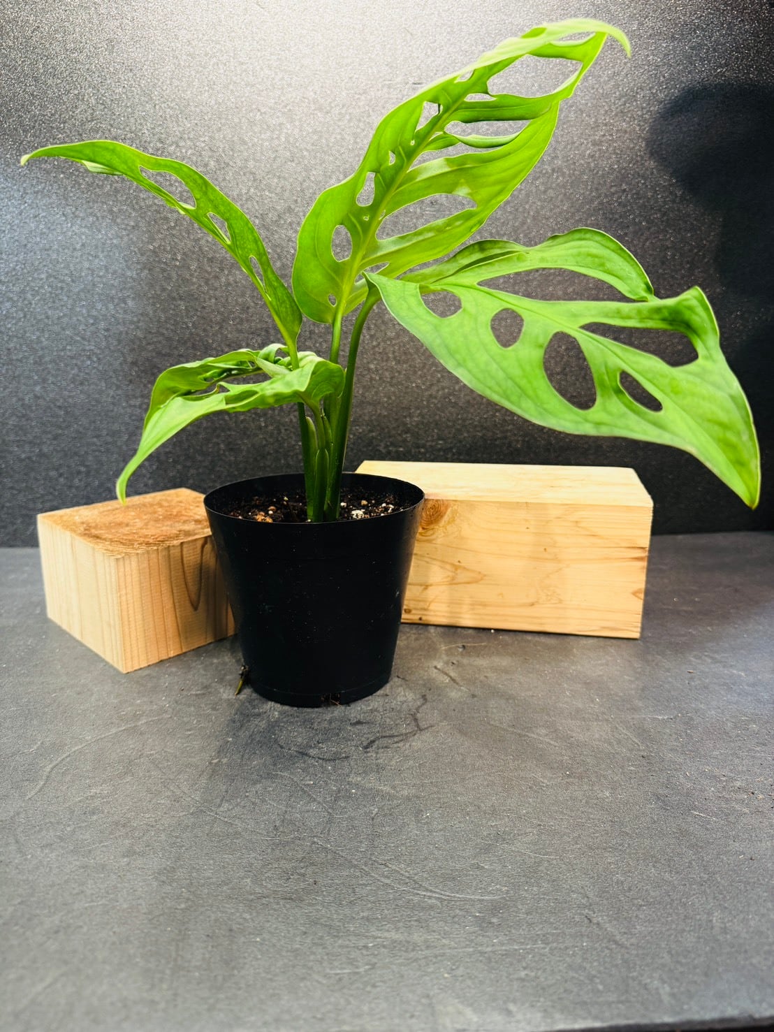 モンステラ・エスケレート 4号 | 観葉植物と雑貨のお店 VIVAGREEN