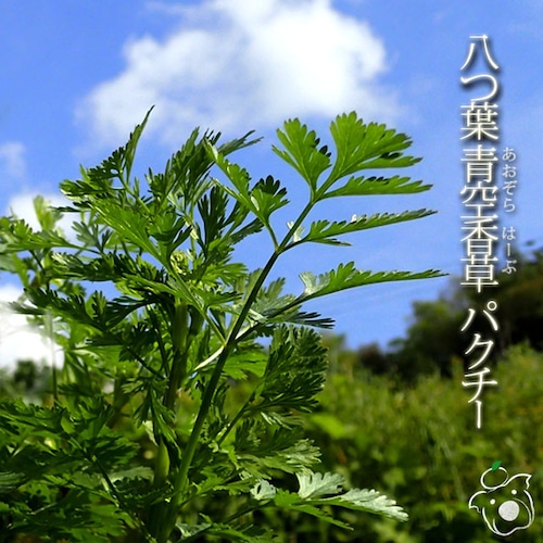 八つ葉青空香草 パクチー 200ｇ