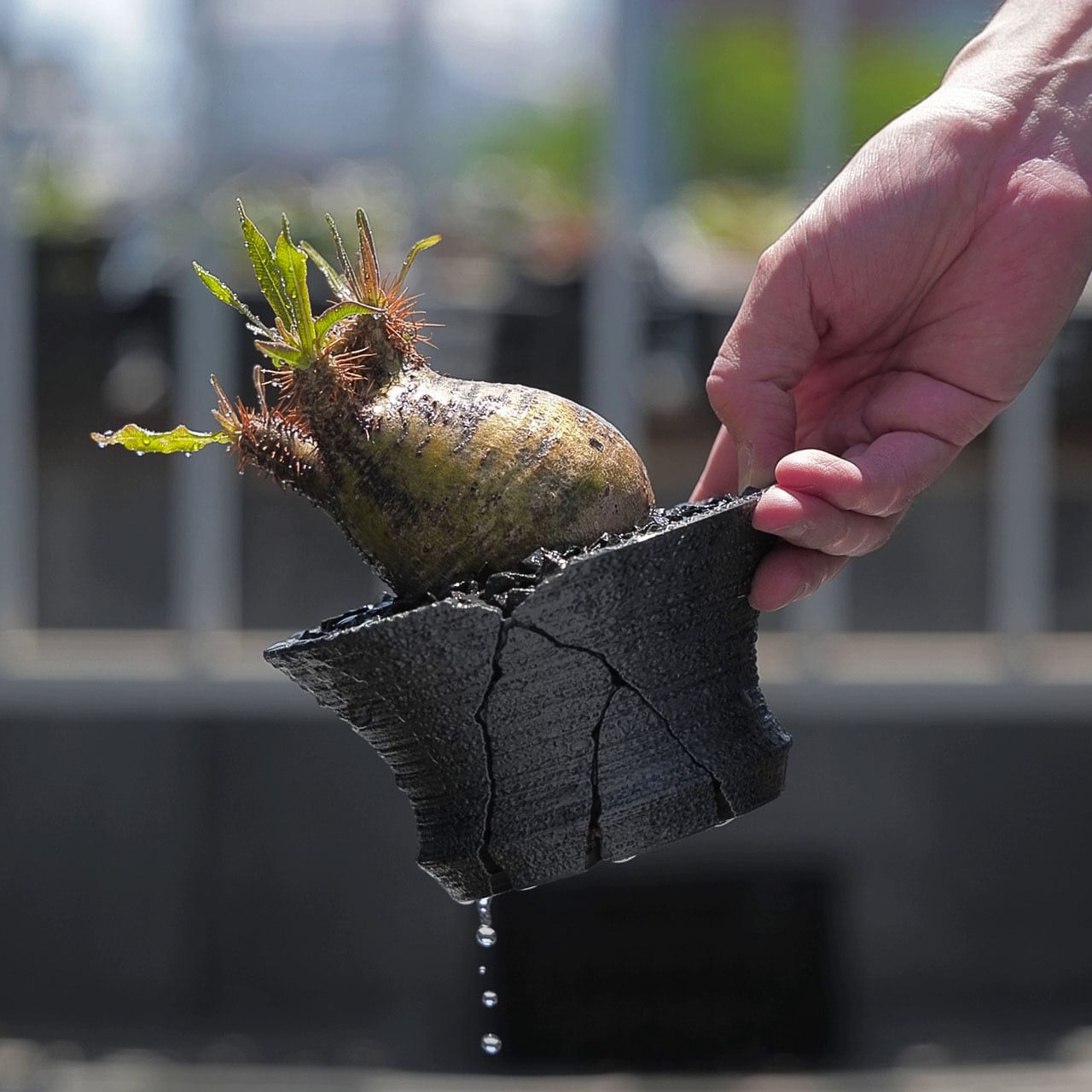 クラックスリット鉢 G 平鉢 (14cm) | Green Mountain Store