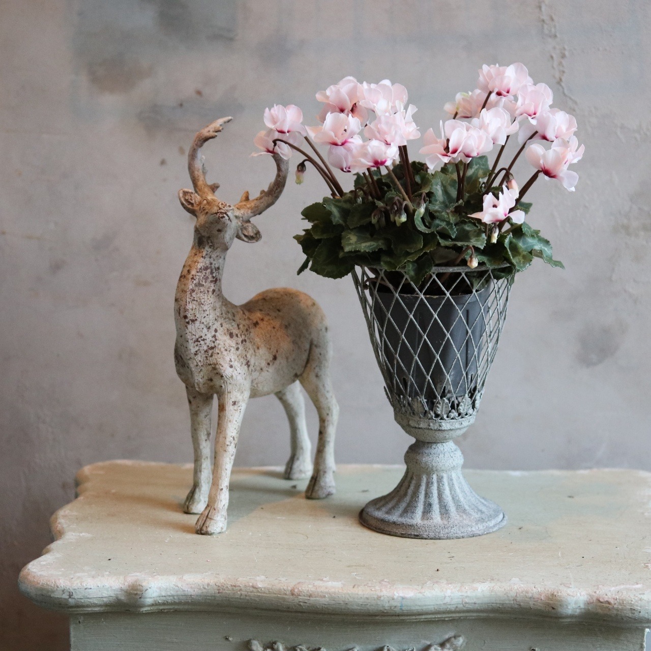 シクラメン　スクリュースター　ホワイト　届いてすぐ玄関に飾れる シクラメン