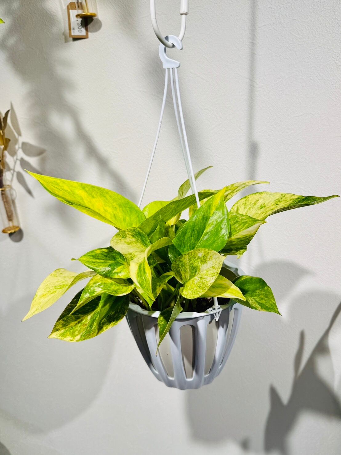 希少・現品】人気種 ポトス テルノクリスタルグリーン ポトス テルノ