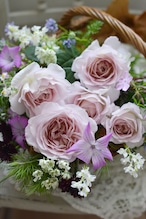 バラ大苗 <ローズ・ドゥ・メルスリー> タフタ 7号鉢