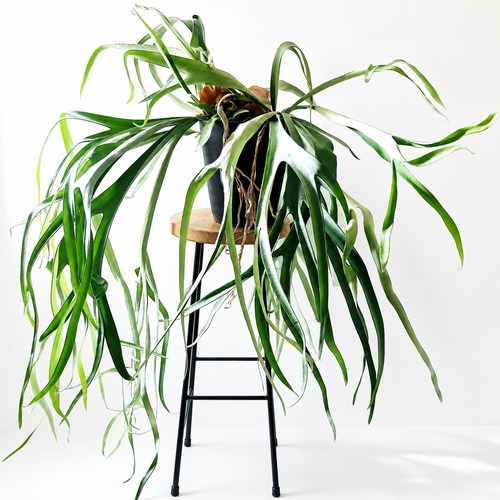 【特大株】ビカクシダ・ヴィーチー（8号鉢） / Platycerium veitchii 観葉植物 calm cafe