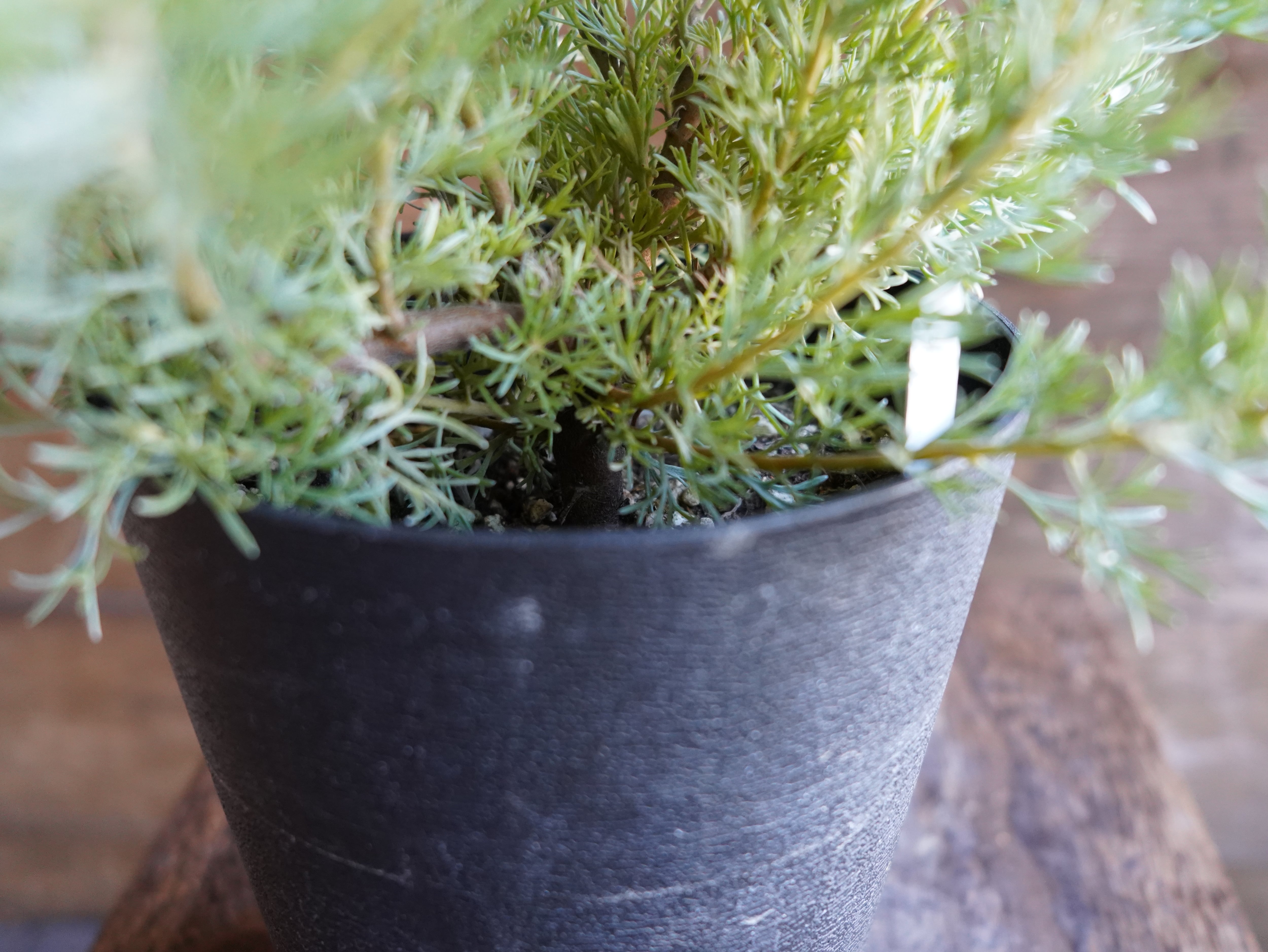 【現物】アデナンサス ”カニングハーミルブッシュ” C