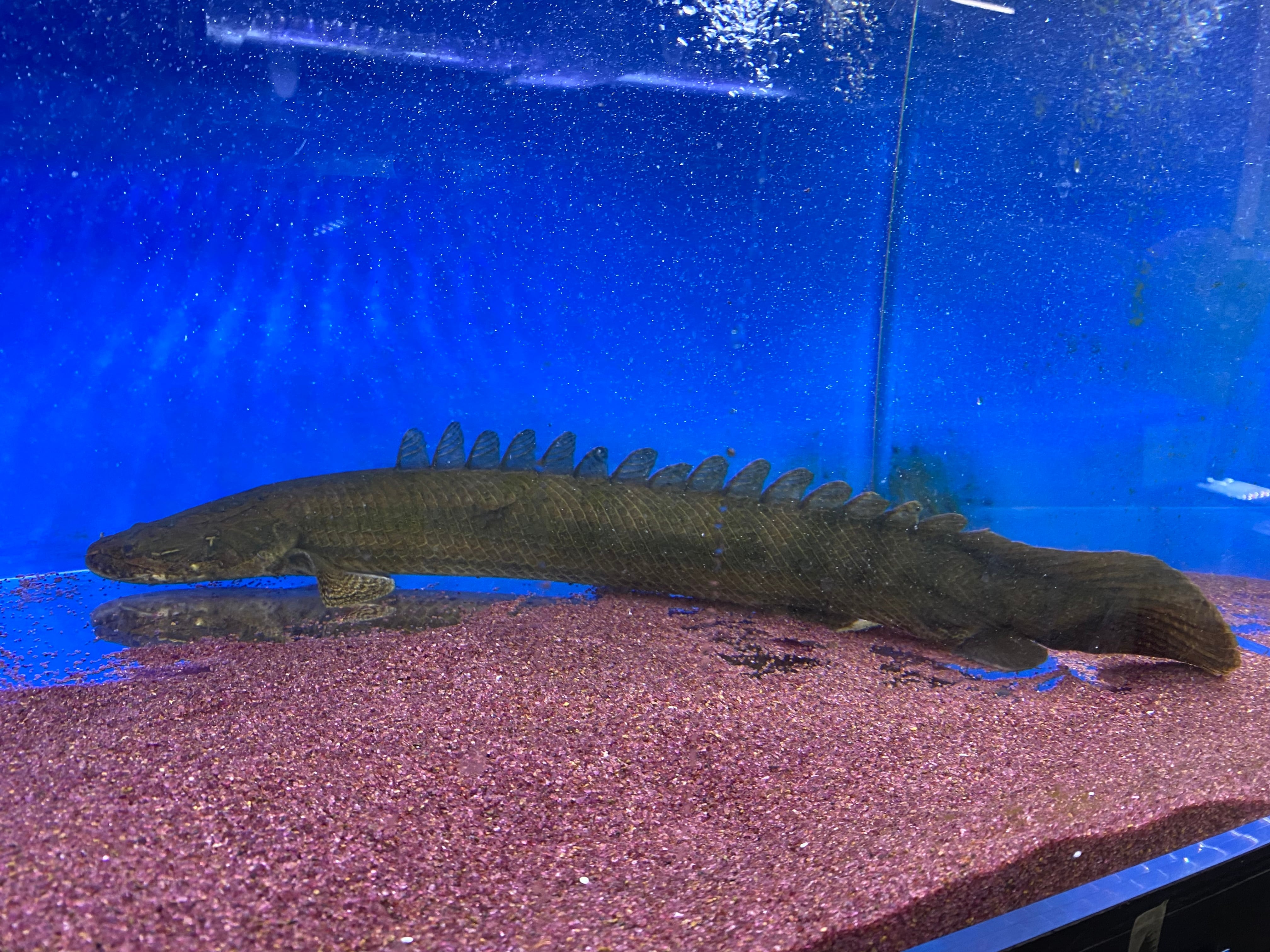 トゥルカナF1ビキールビキール35cm前後 トゥルカナF1ビキールビキール35cm前後