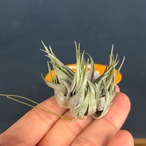 チランジア カウツキー【208】